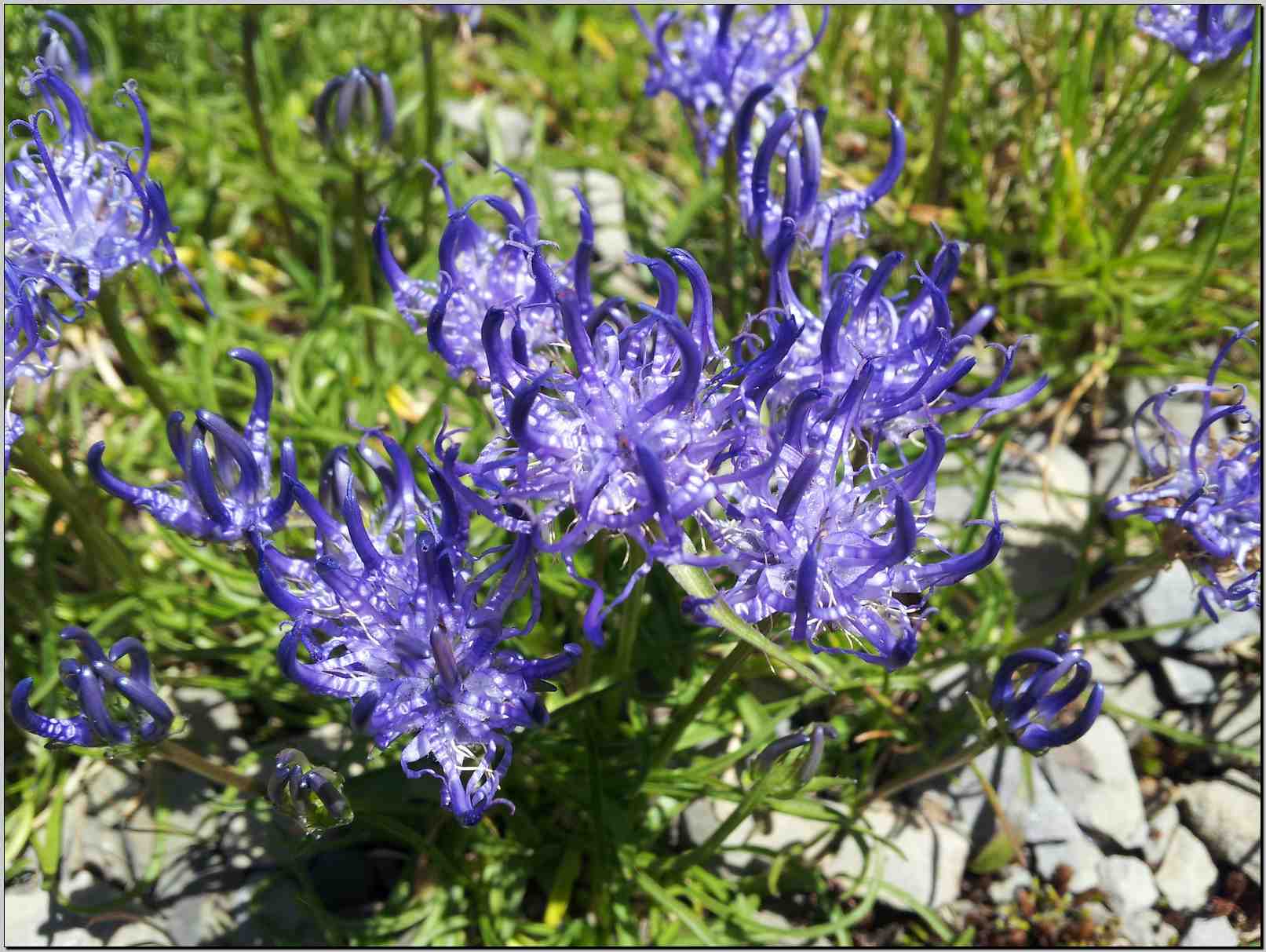 aiuto identificazione - Phyteuma sp