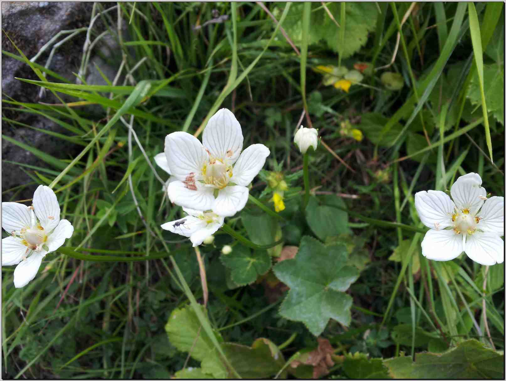 Parnassia palustris / Parnassia