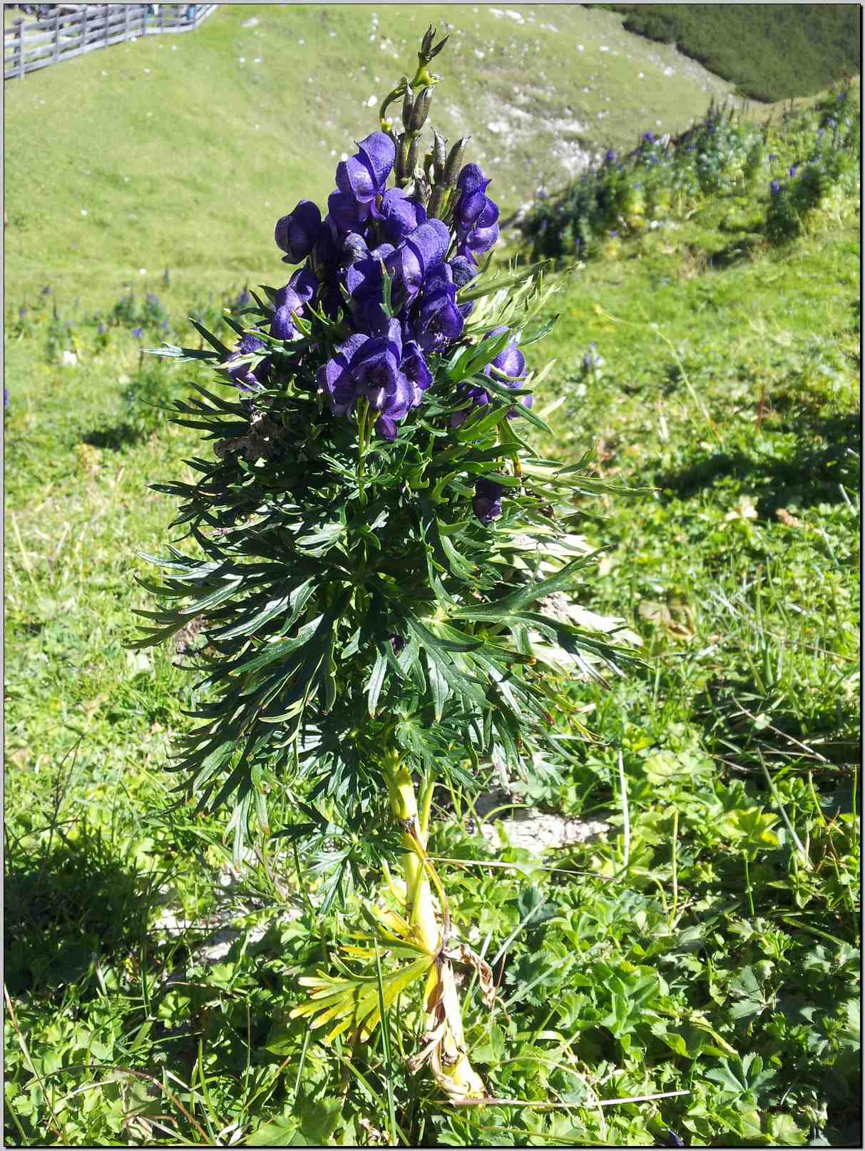 Aconitum napellus