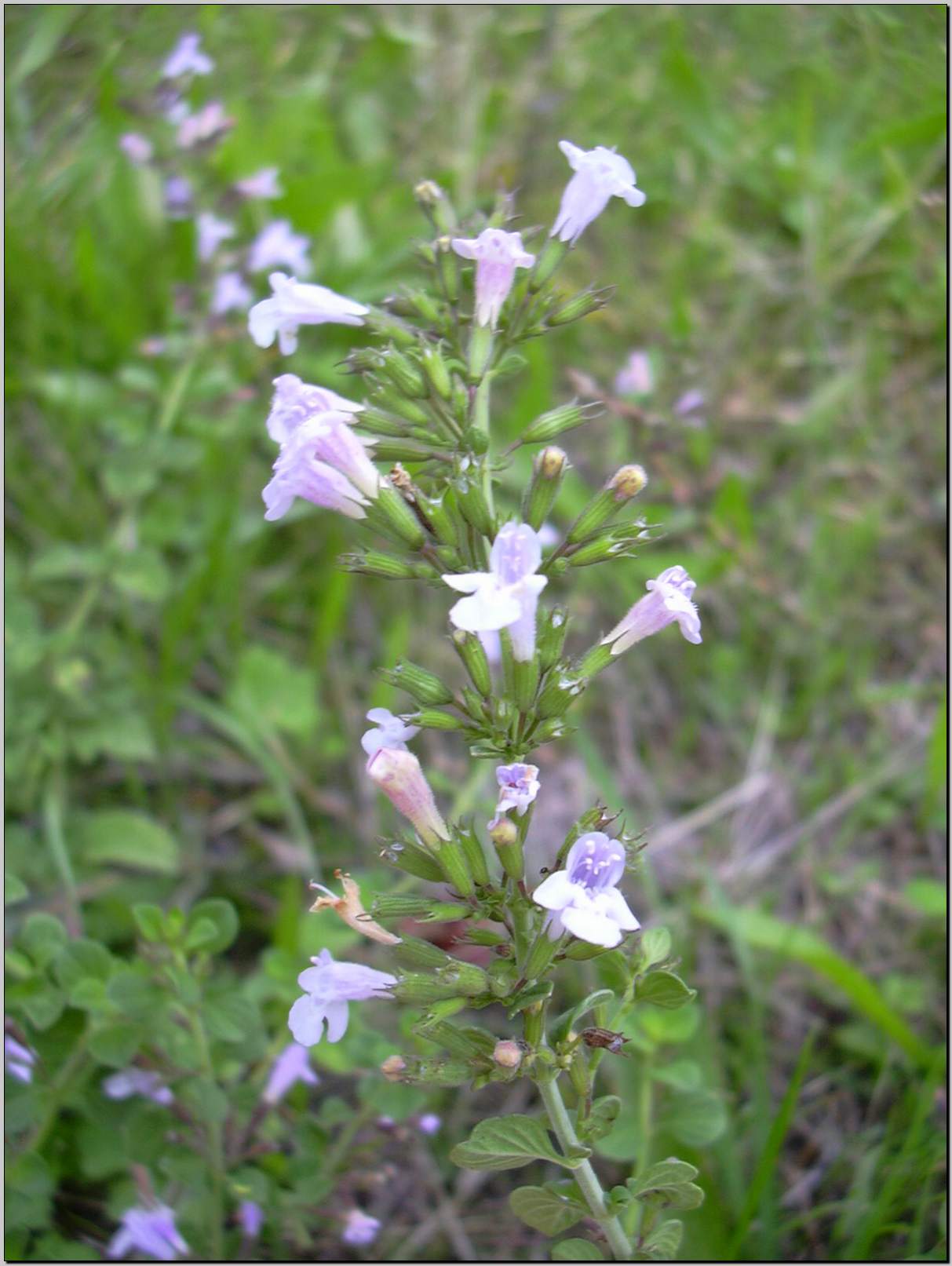 Clinopodium (=Calamintha) nepeta / Mentuccia comune, Nepitella