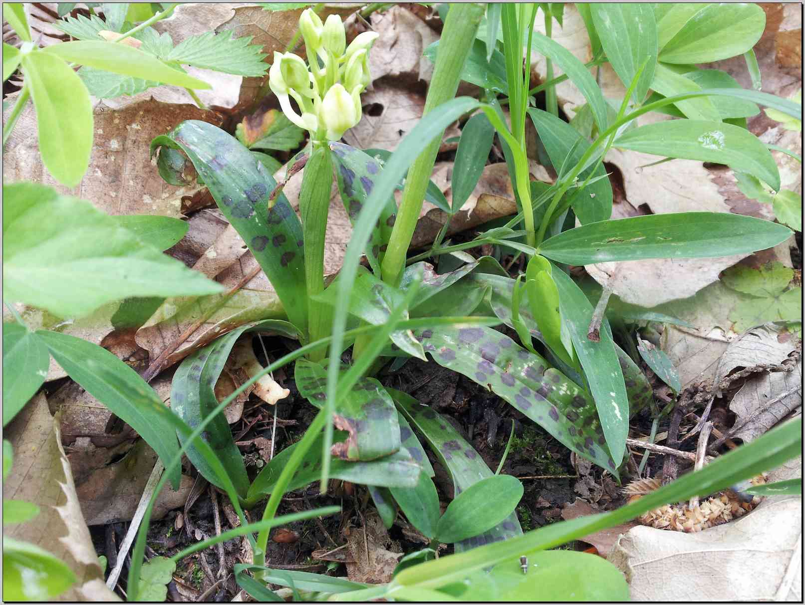 Orchis provincialis