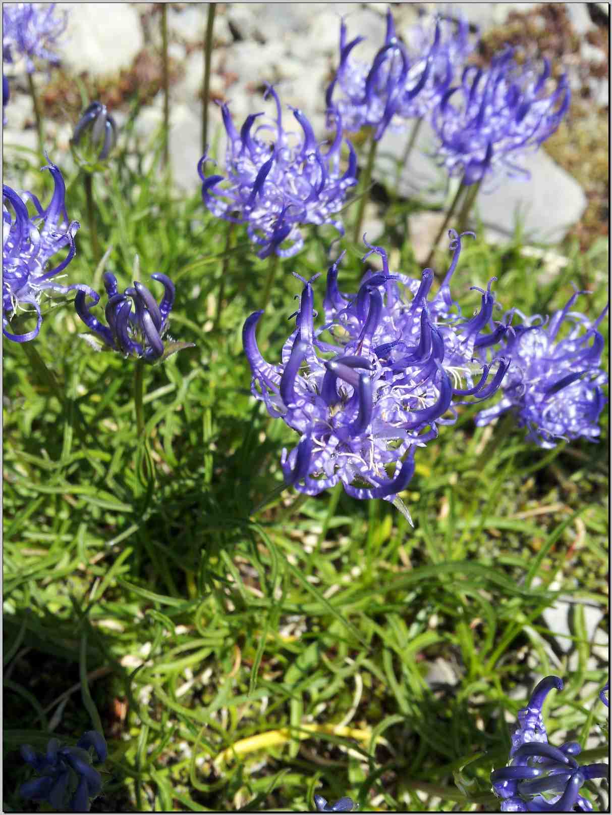 aiuto identificazione - Phyteuma sp