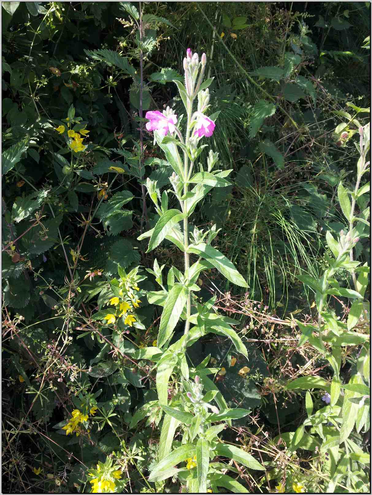 Epilobium hirsutum