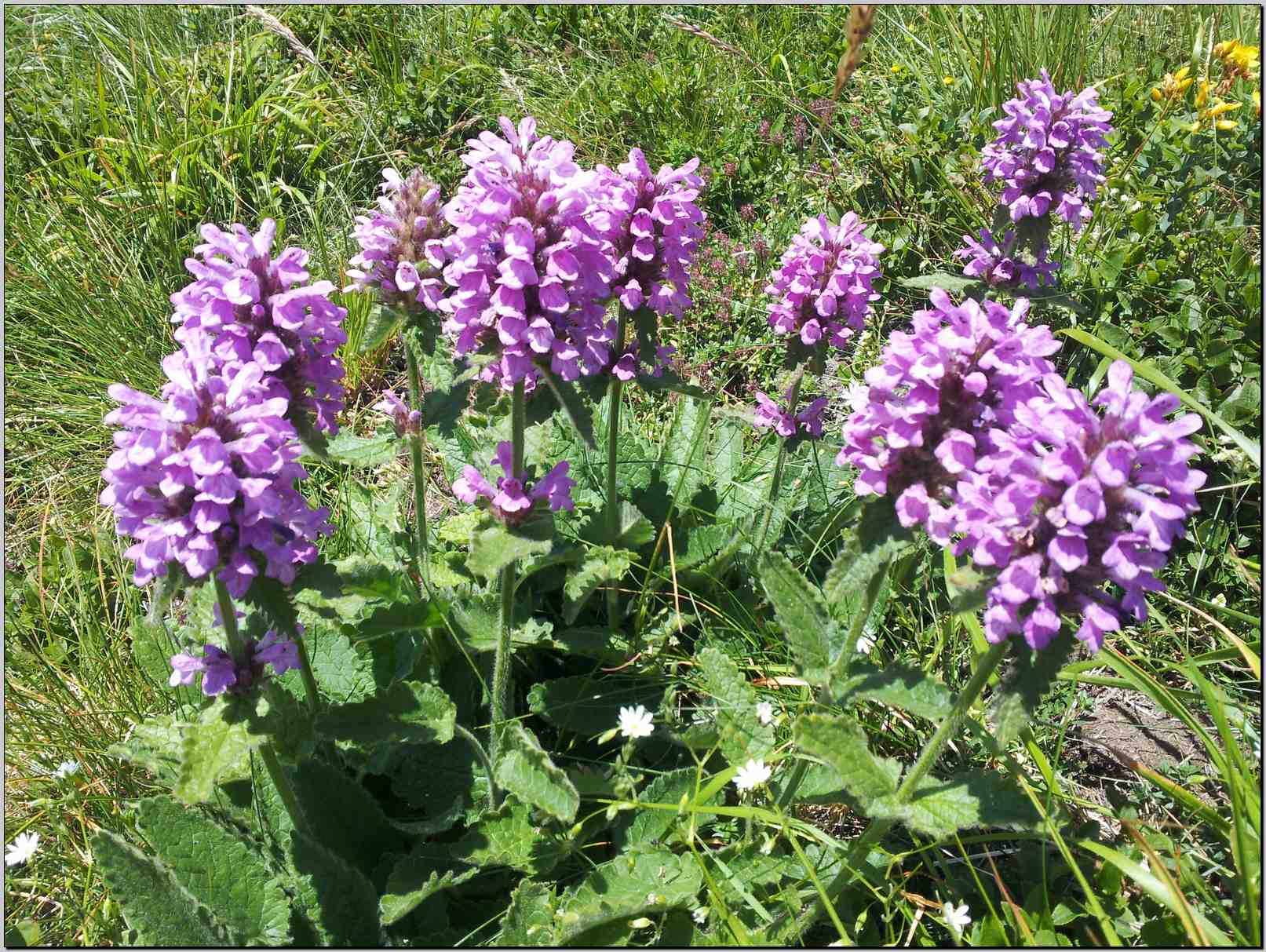 Betonica hirsuta (=Stachys pradica) / Betonica densiflora