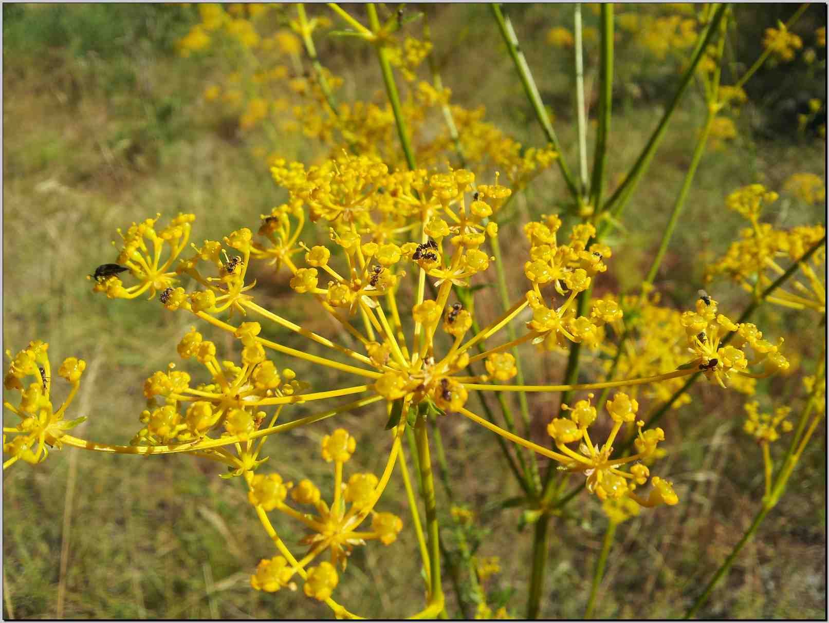 Ferulago campestris
