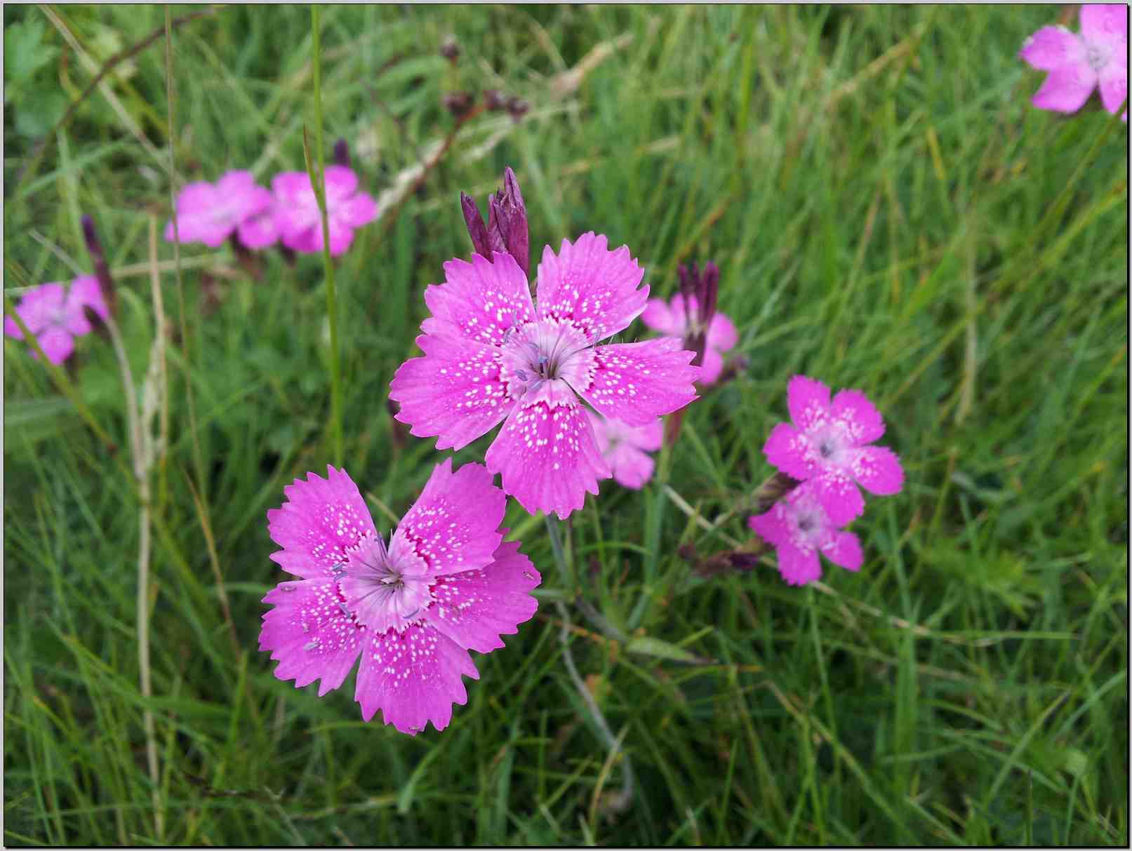 Dianthus deltoides / Garofano minore
