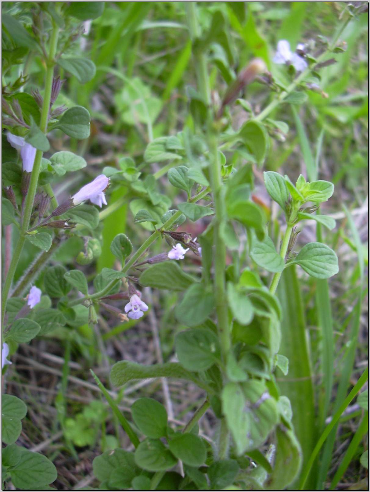 Clinopodium (=Calamintha) nepeta / Mentuccia comune, Nepitella