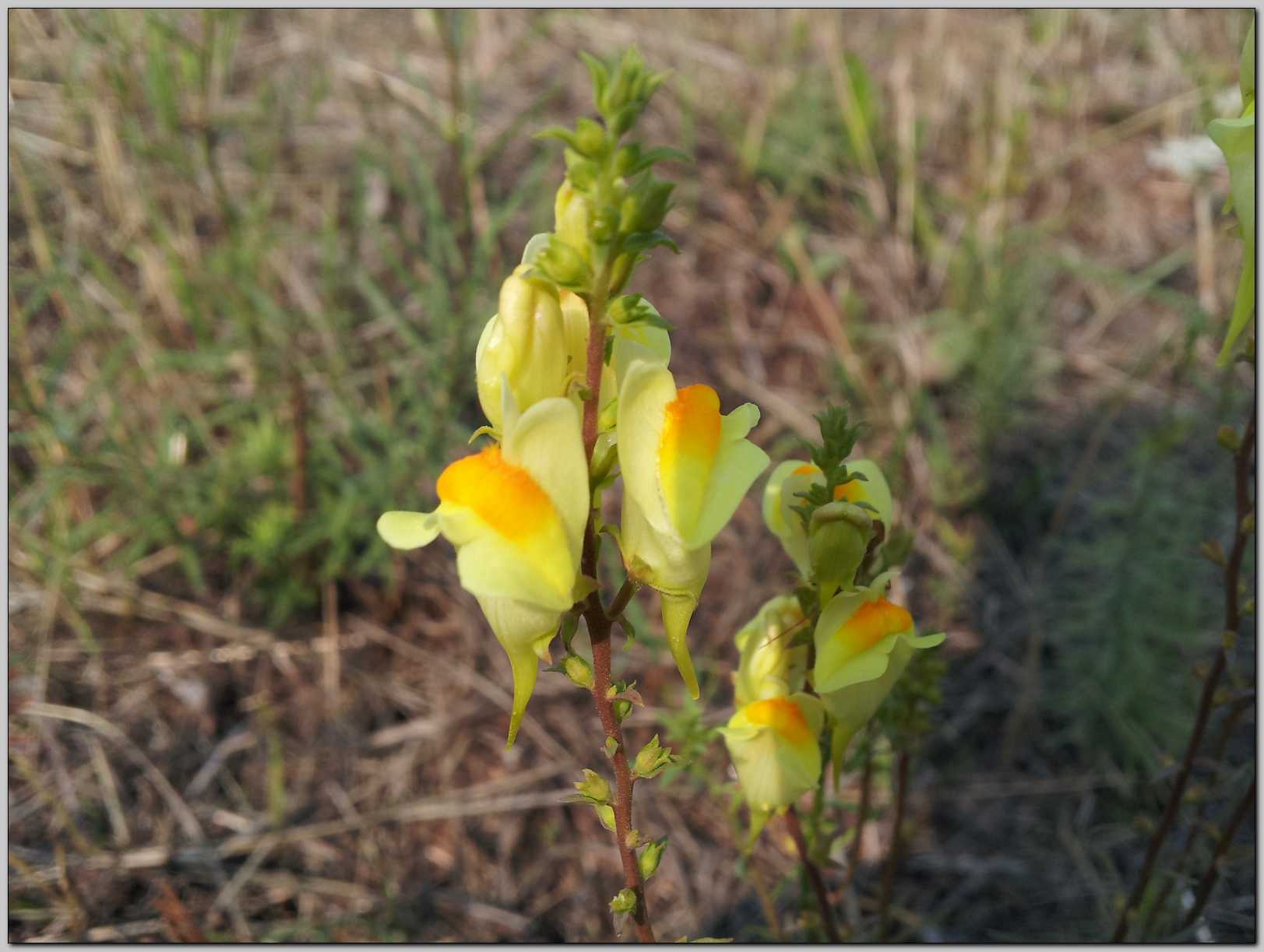 Linaria vulgaris