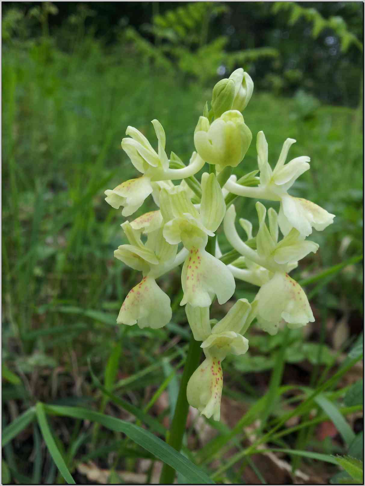 Orchis provincialis
