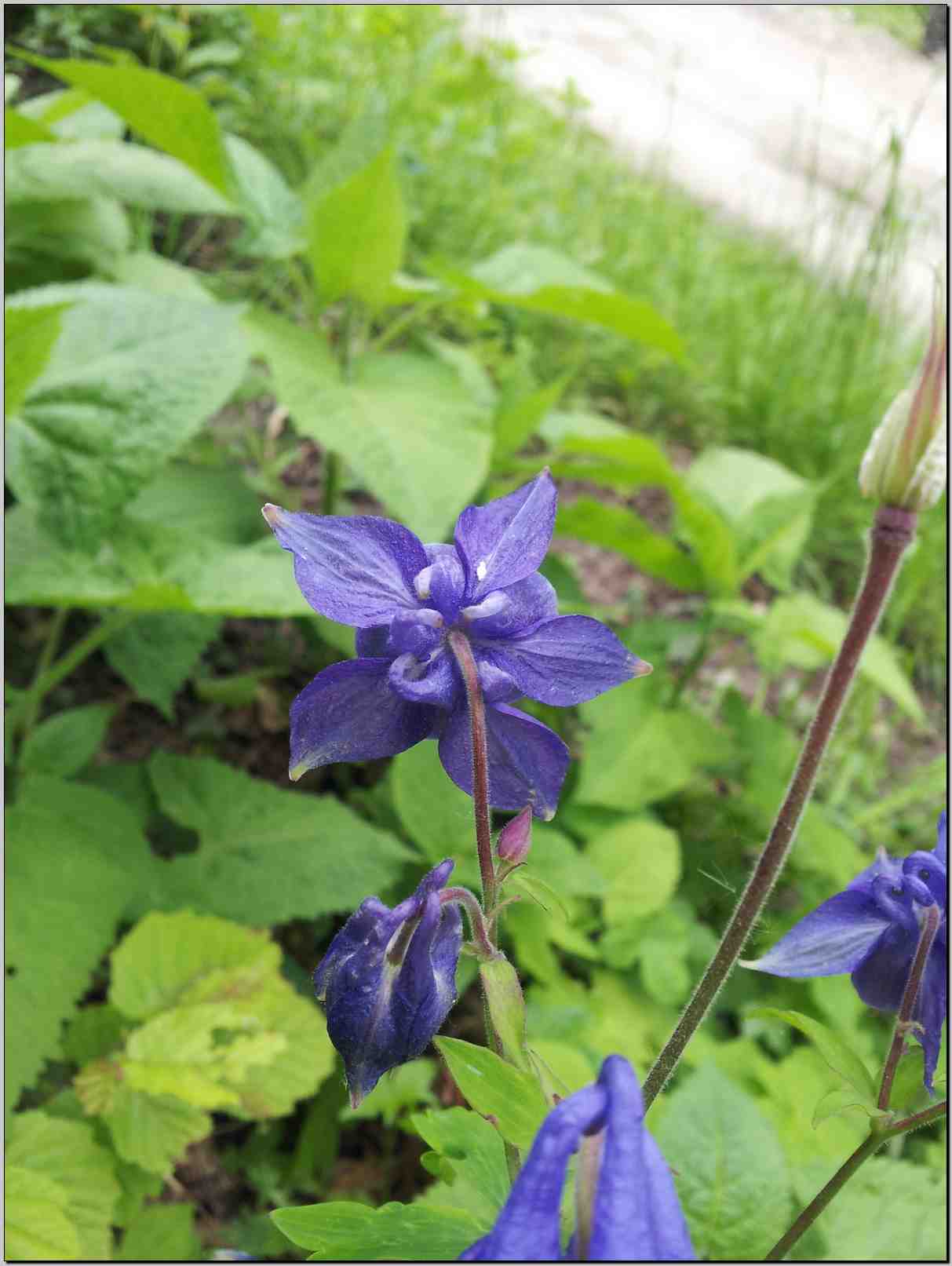 aiuto identificazione Aquilegia