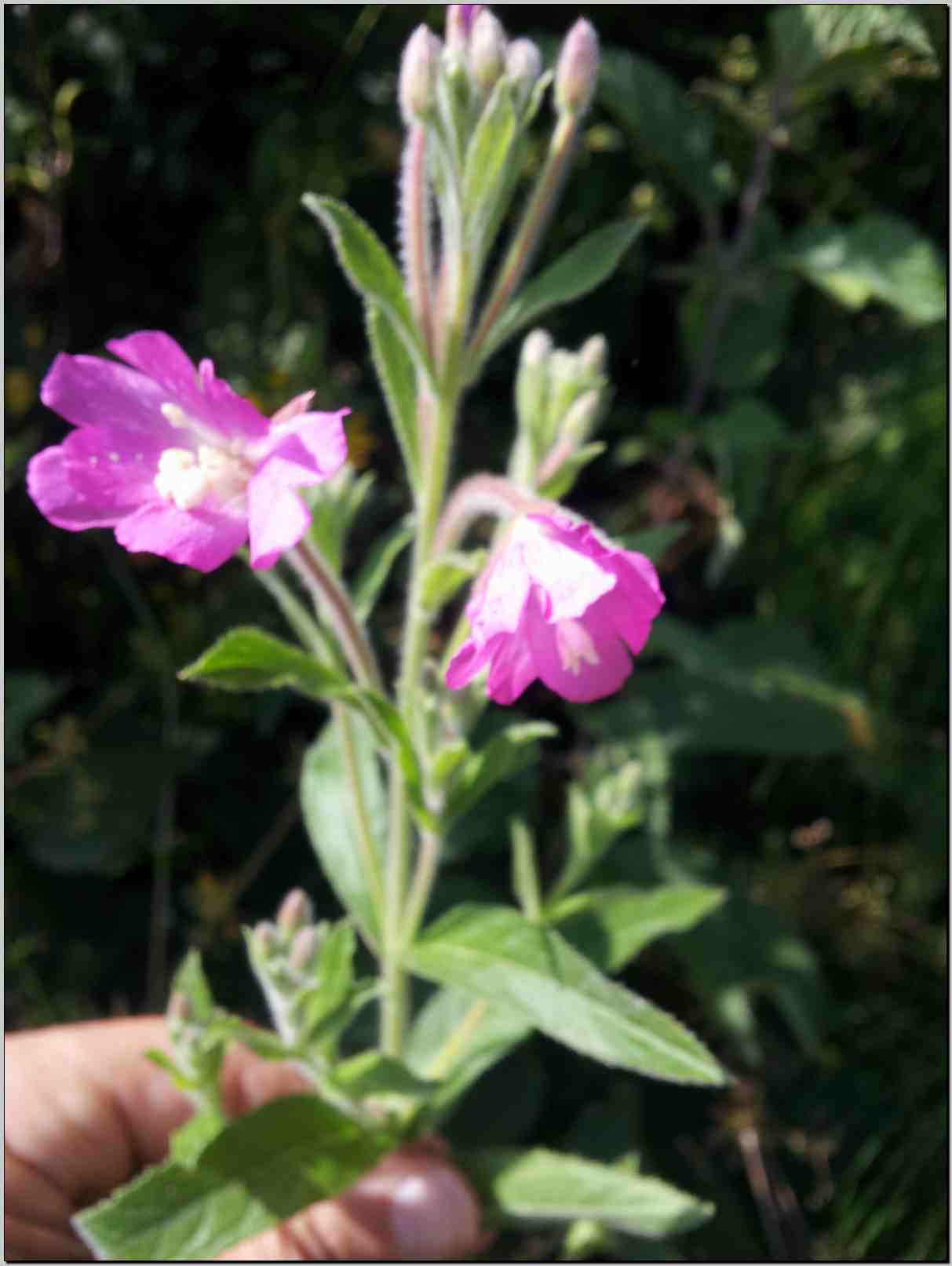 Epilobium hirsutum