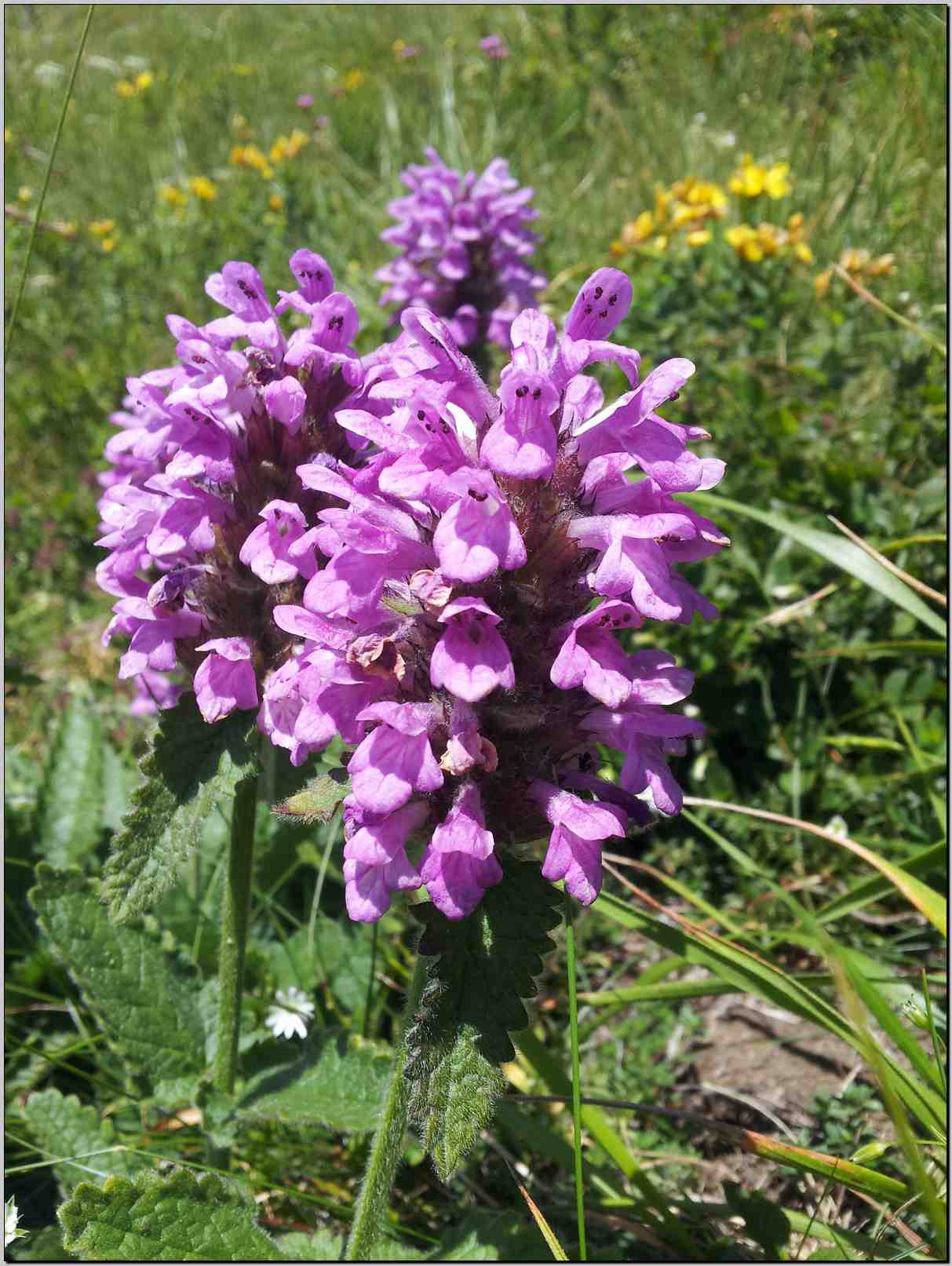 Betonica hirsuta (=Stachys pradica) / Betonica densiflora