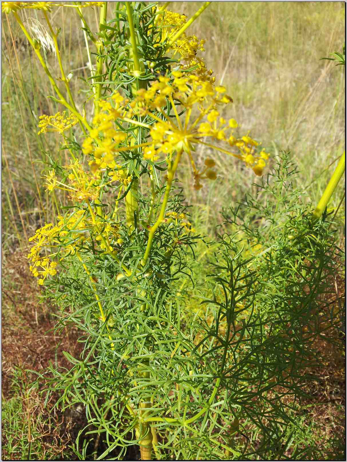 Ferulago campestris