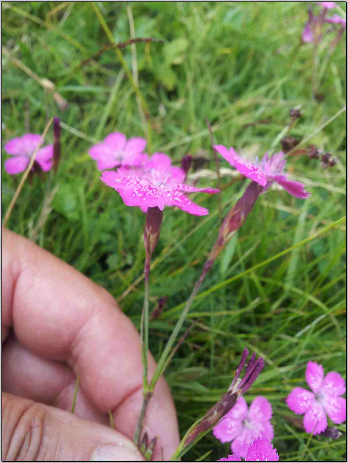 Dianthus deltoides / Garofano minore