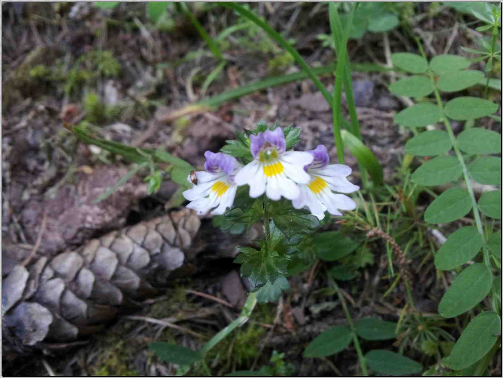 aiuto determinazione - Euphrasia cfr. alpina