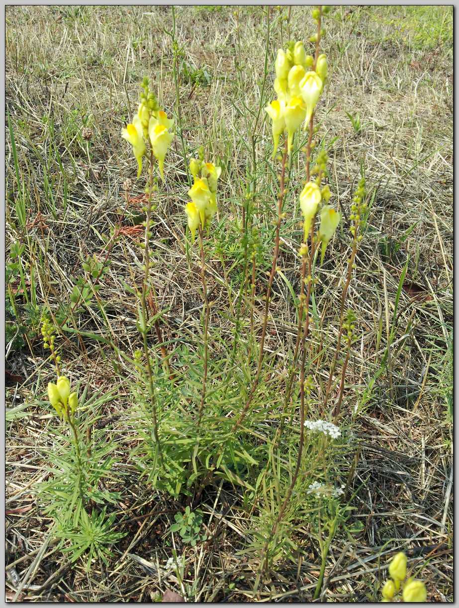 Linaria vulgaris