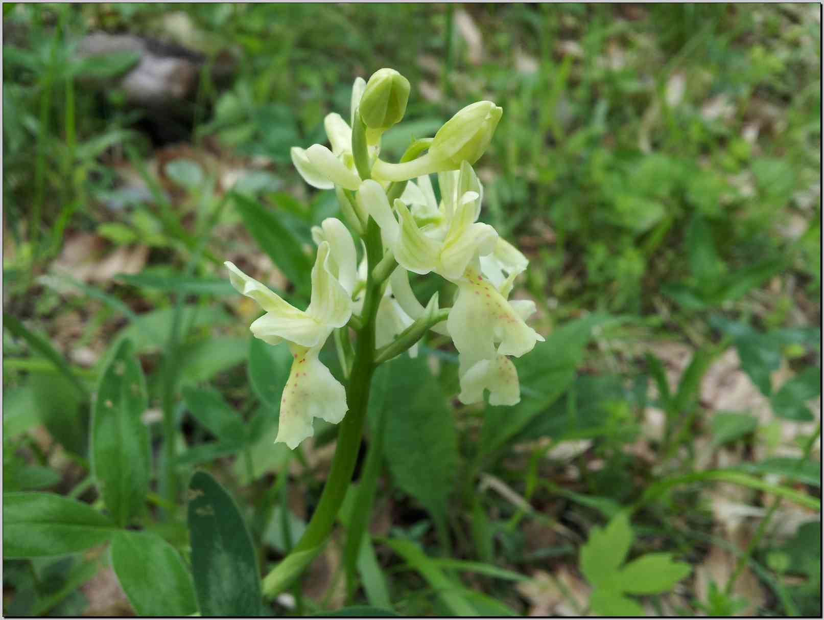 Orchis provincialis
