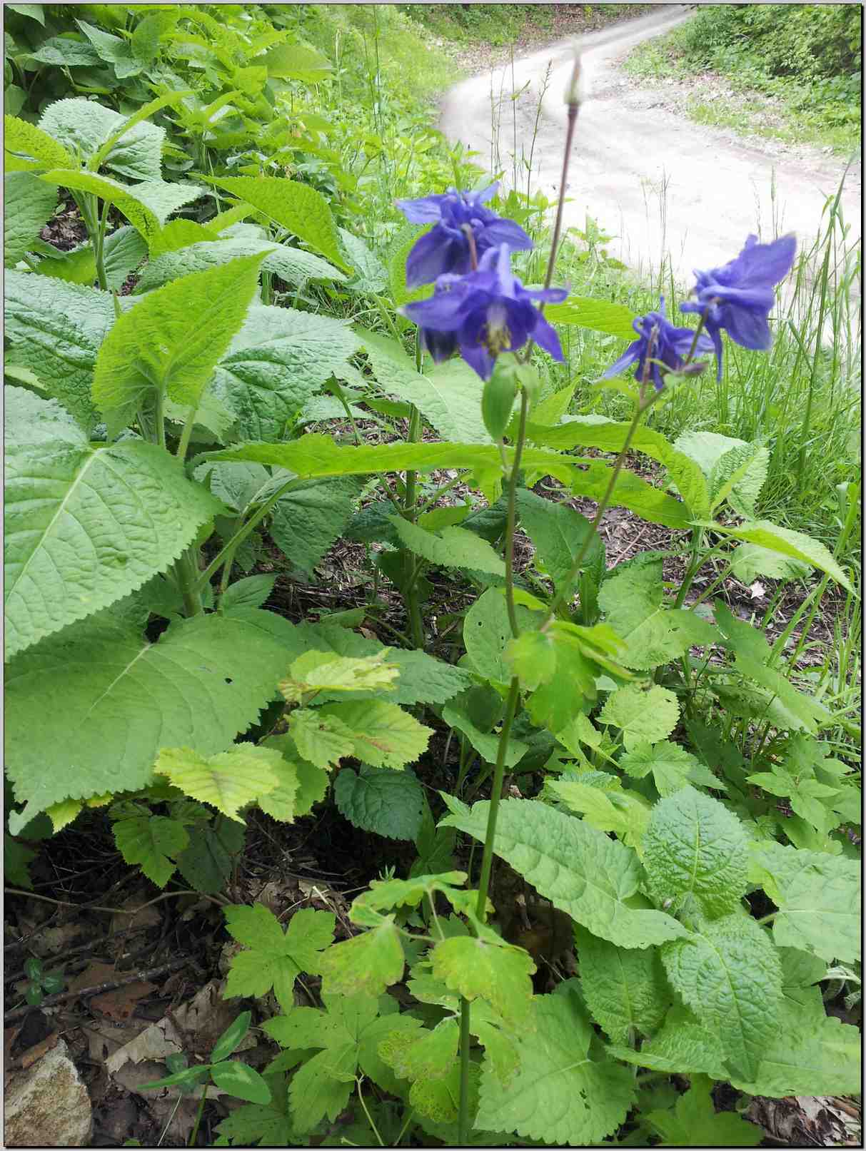 aiuto identificazione Aquilegia