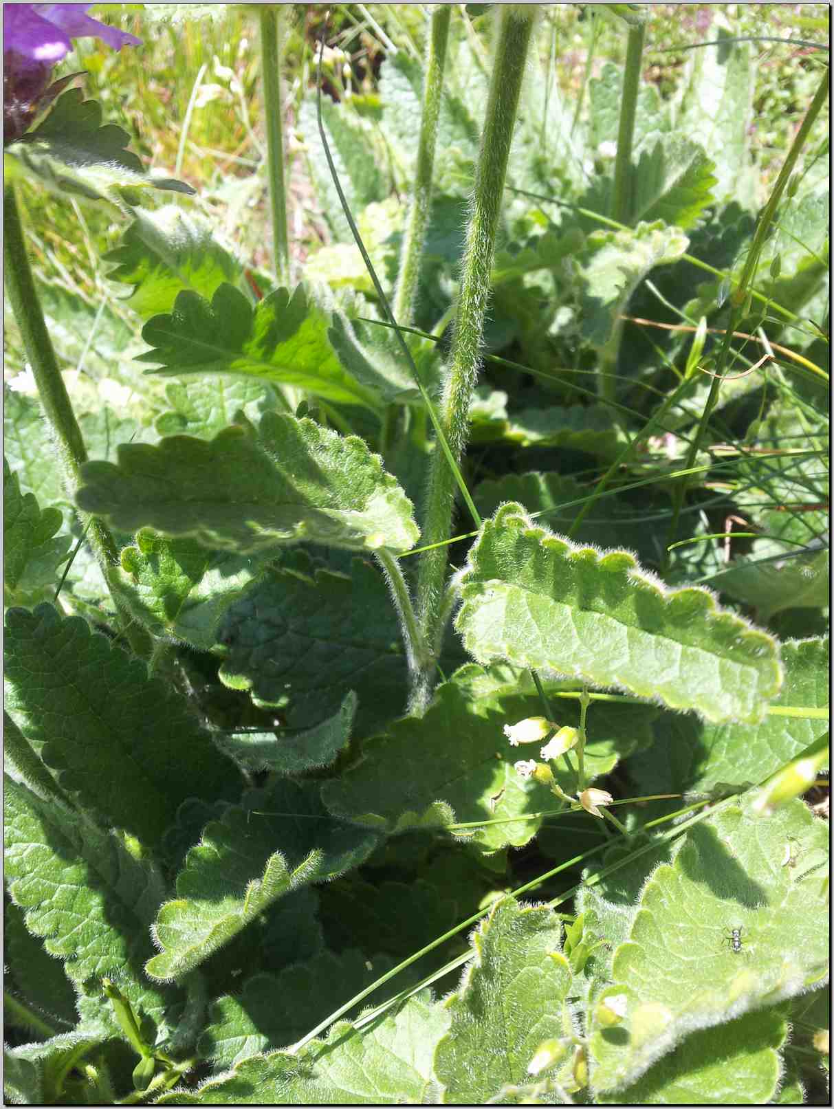 Betonica hirsuta (=Stachys pradica) / Betonica densiflora