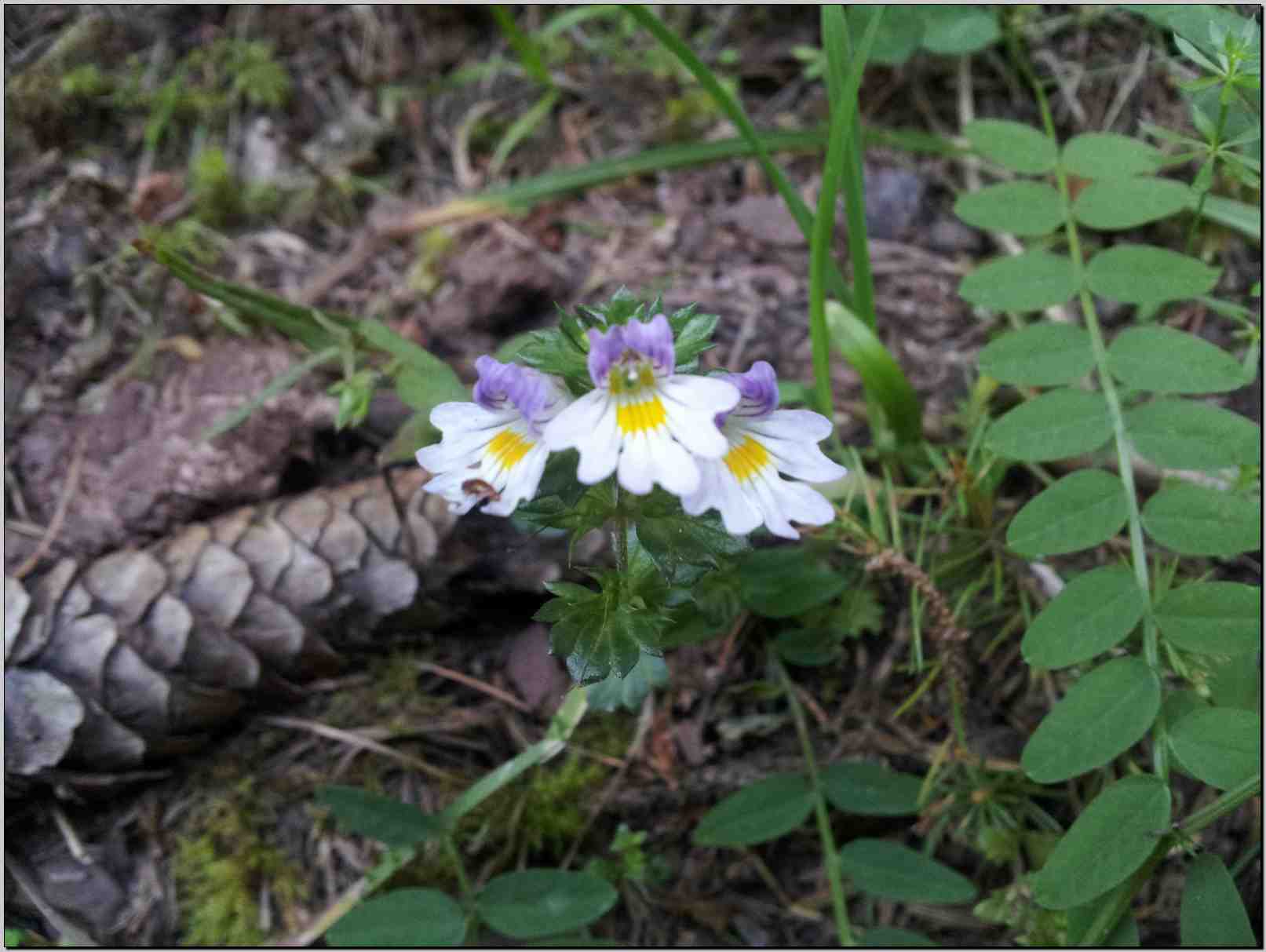 aiuto determinazione - Euphrasia cfr. alpina