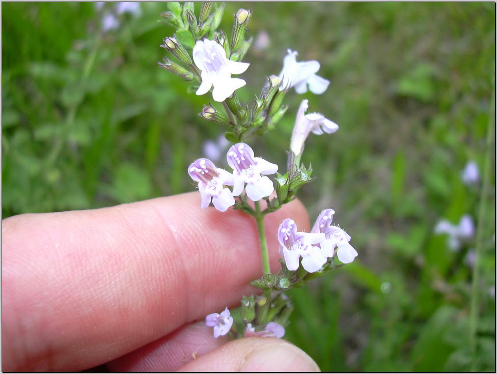 Clinopodium (=Calamintha) nepeta / Mentuccia comune, Nepitella