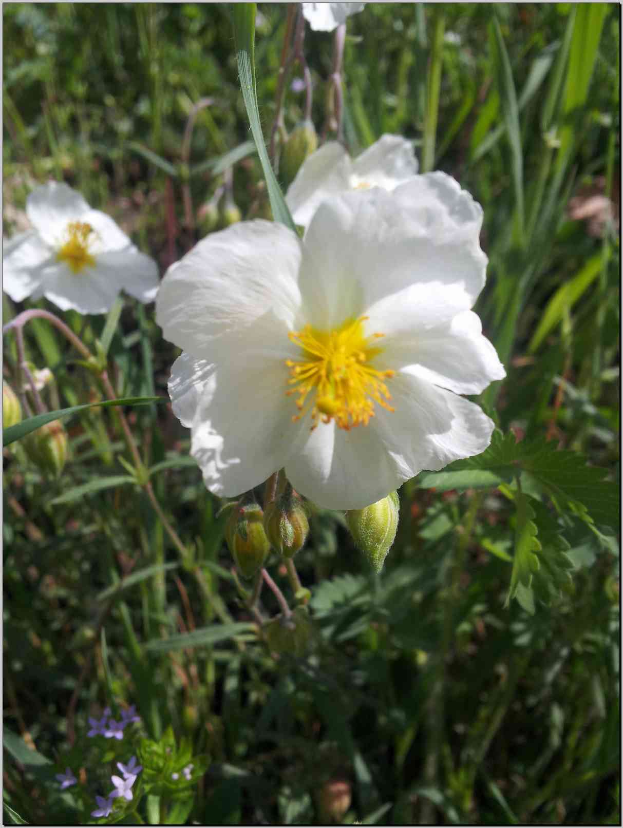 Helianthemum apenninum