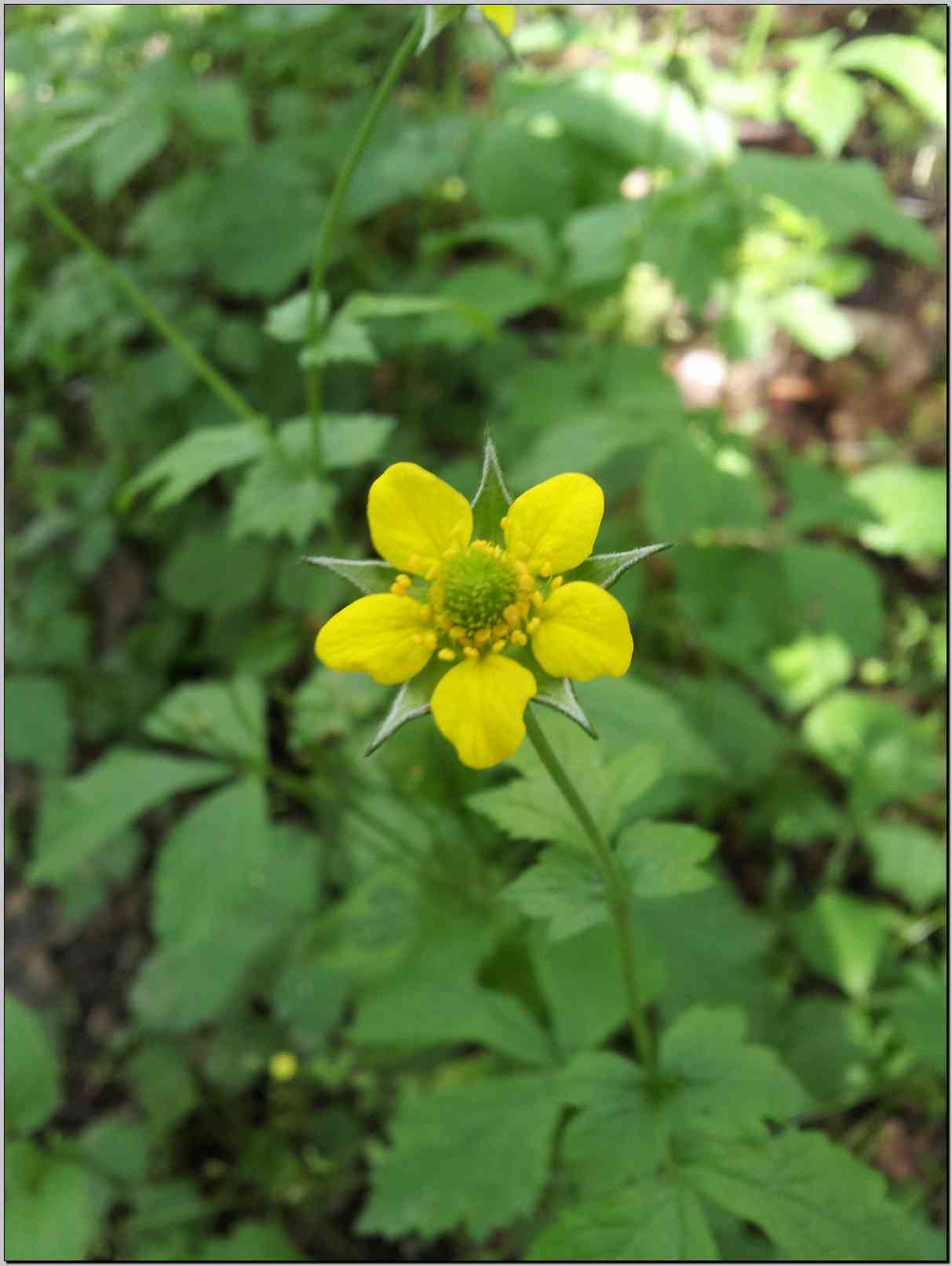 Geum urbanum