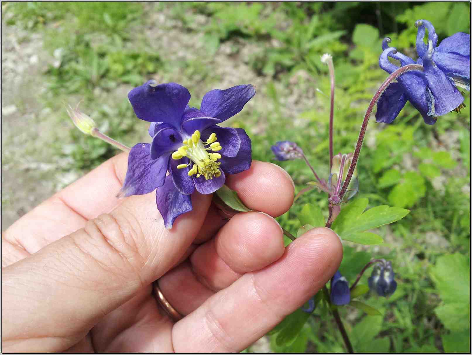 aiuto identificazione Aquilegia