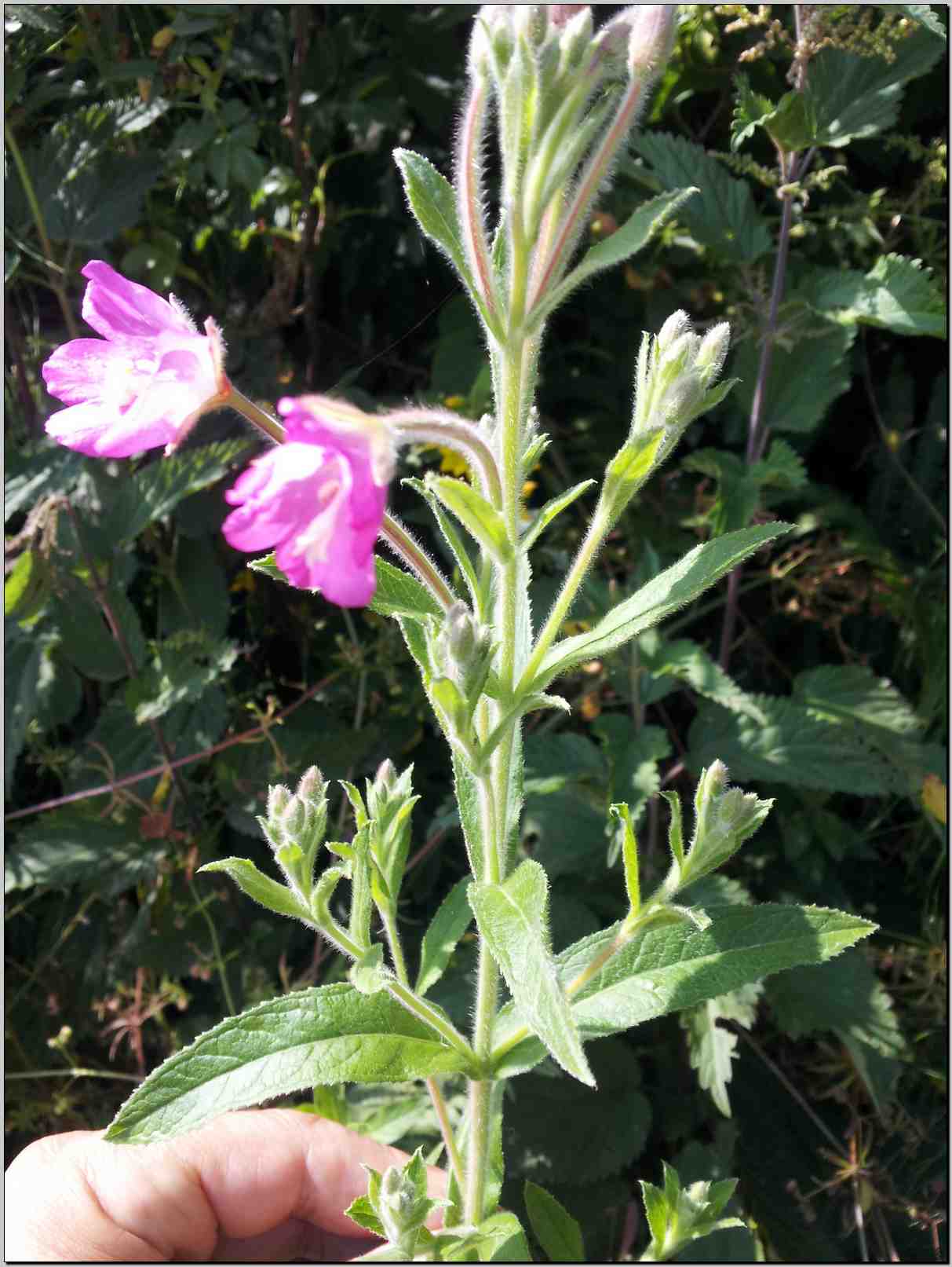 Epilobium hirsutum