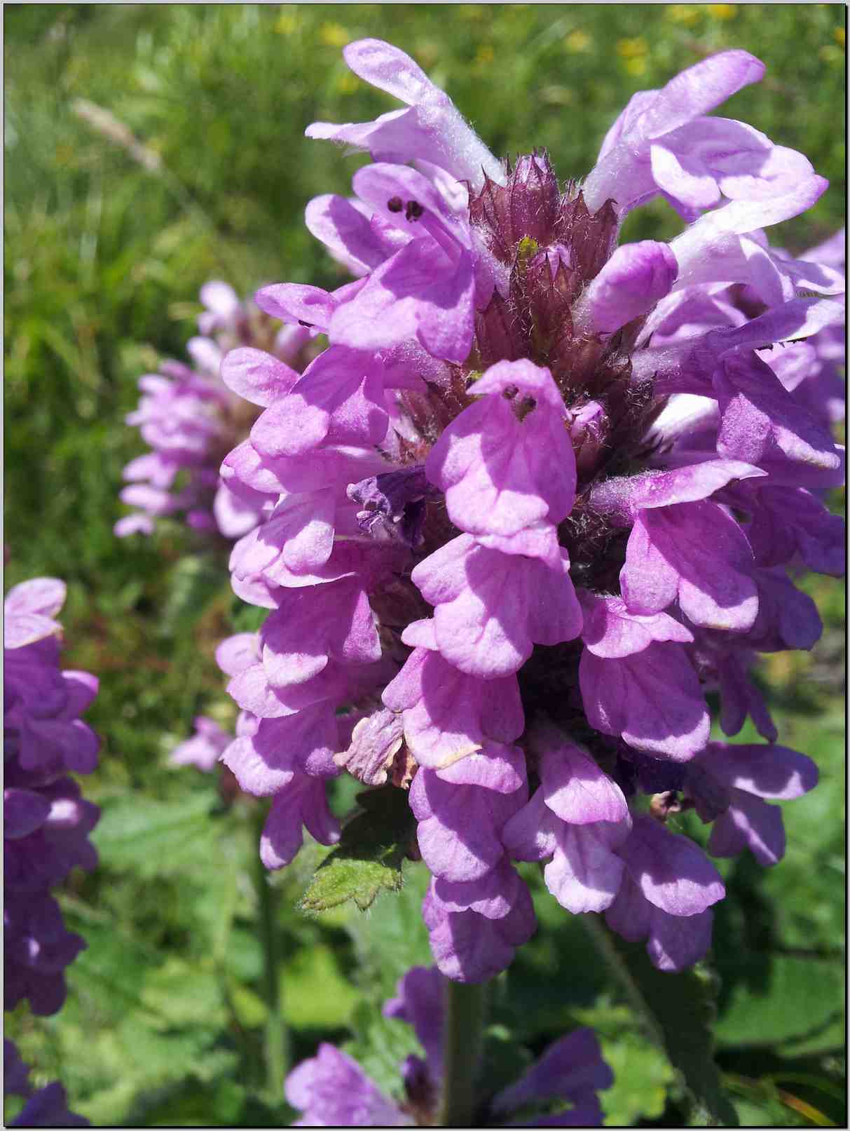 Betonica hirsuta (=Stachys pradica) / Betonica densiflora