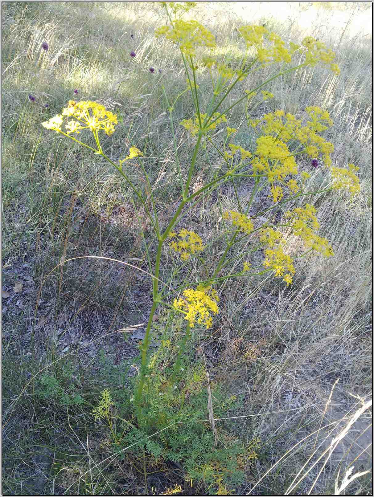 Ferulago campestris