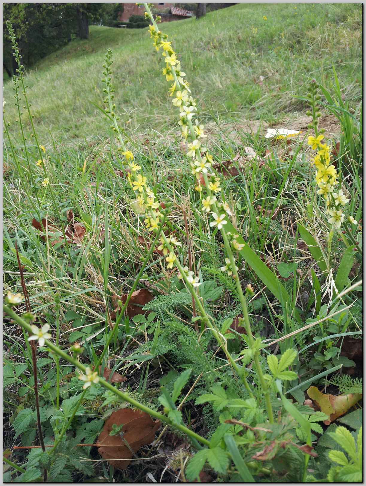 Agrimonia eupatoria