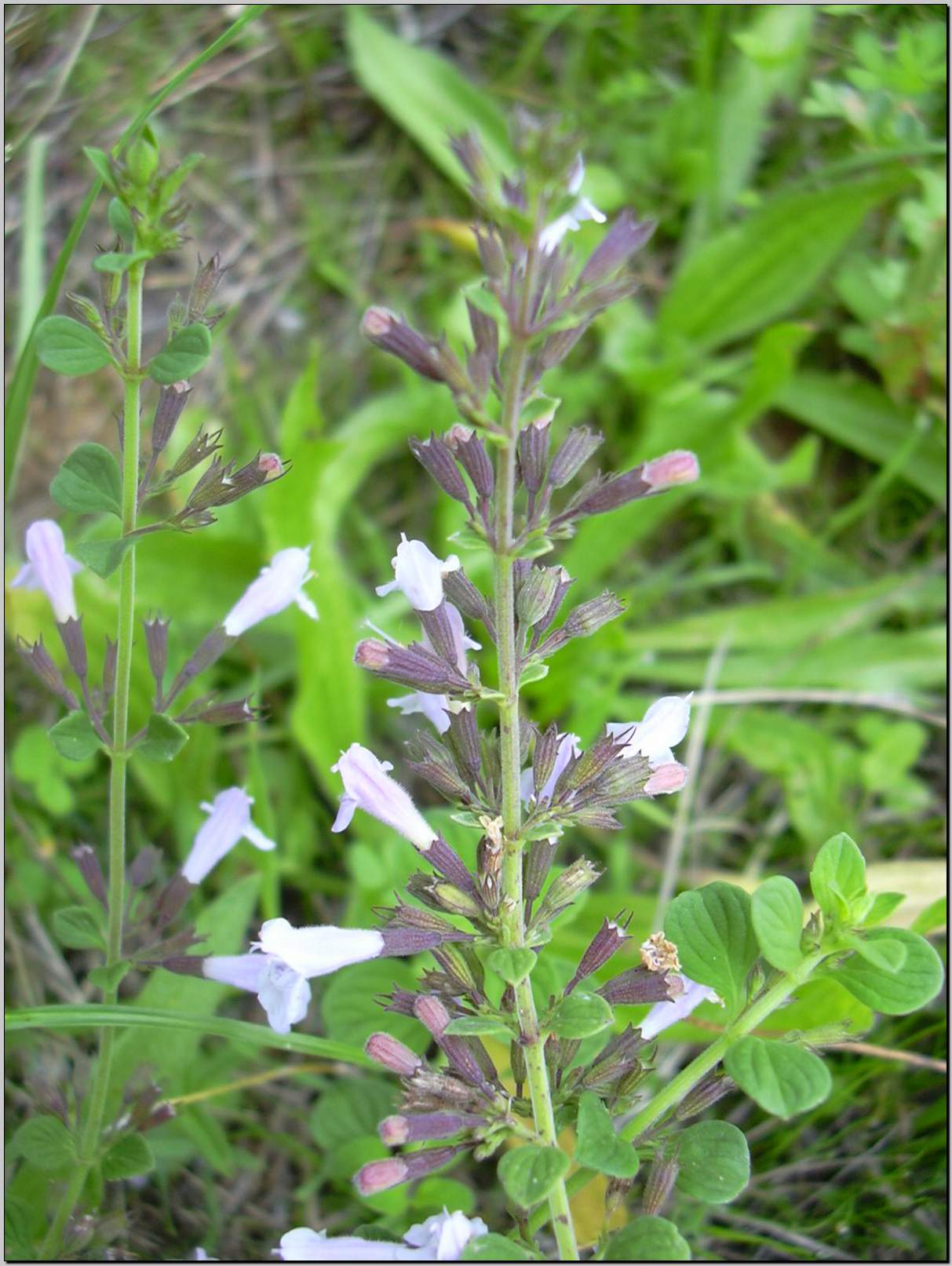 Clinopodium (=Calamintha) nepeta / Mentuccia comune, Nepitella