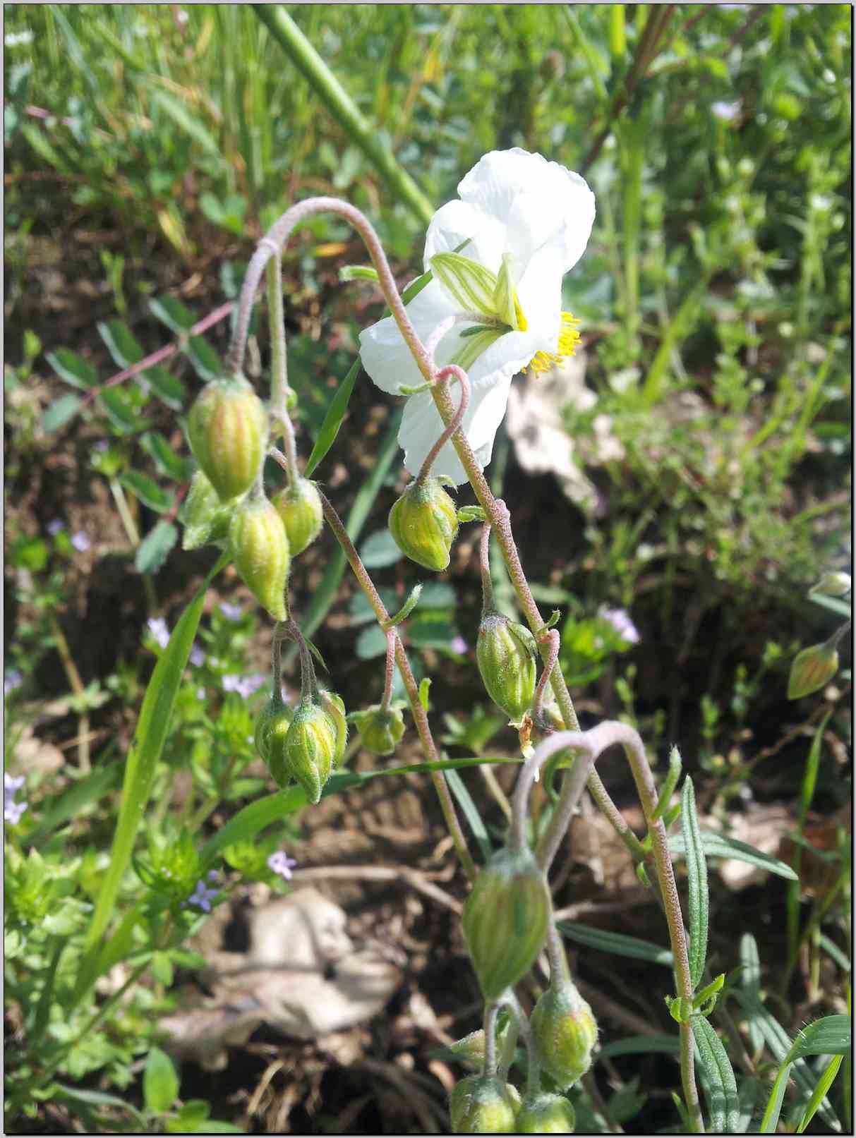 Helianthemum apenninum