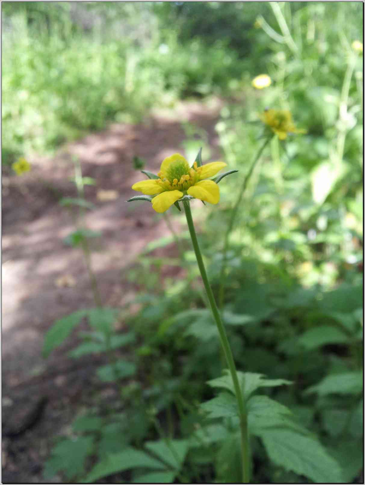 Geum urbanum