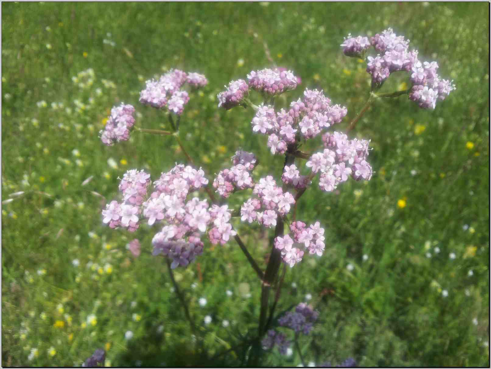 aiuto determinazione- Valeriana cfr.officinalis