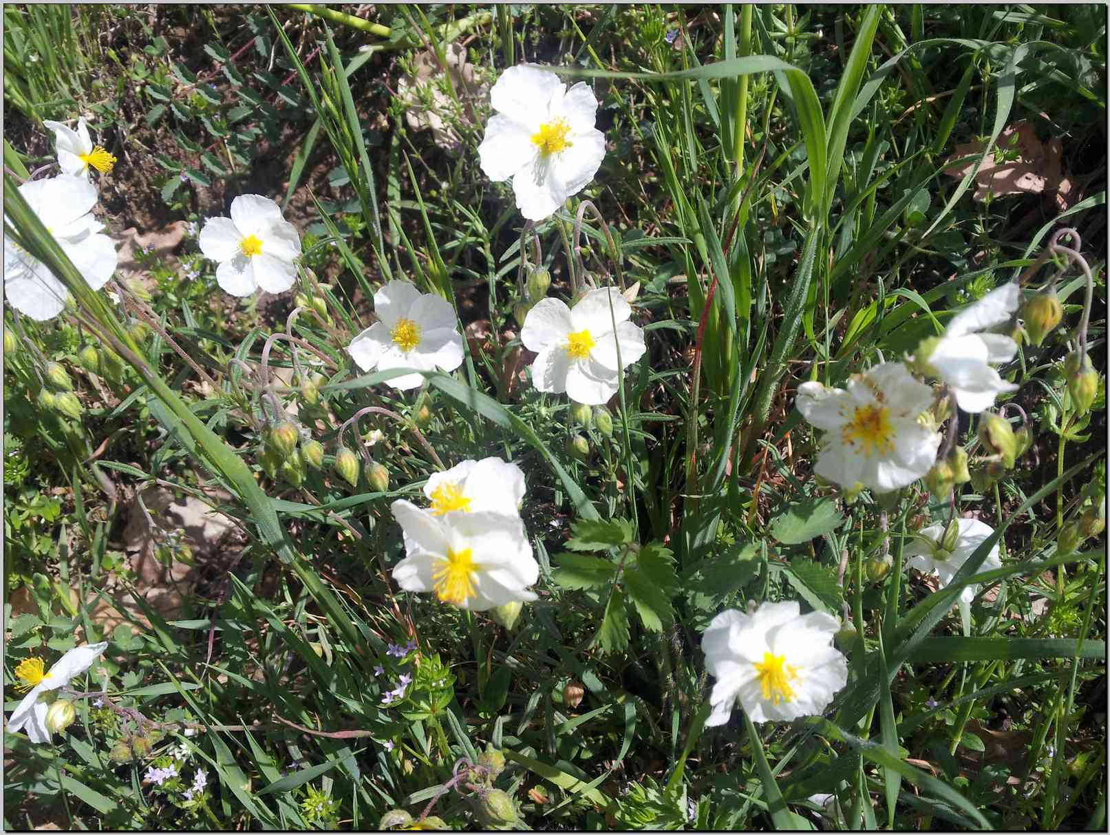 Helianthemum apenninum