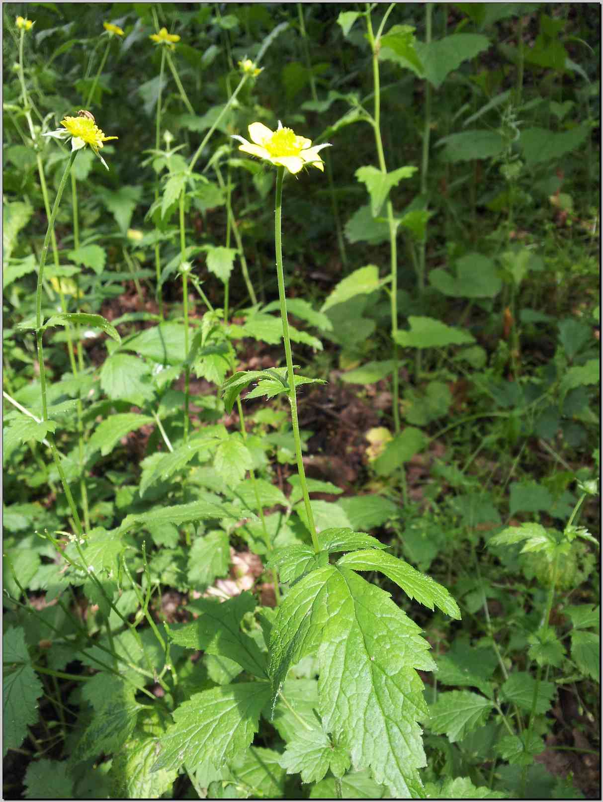 Geum urbanum