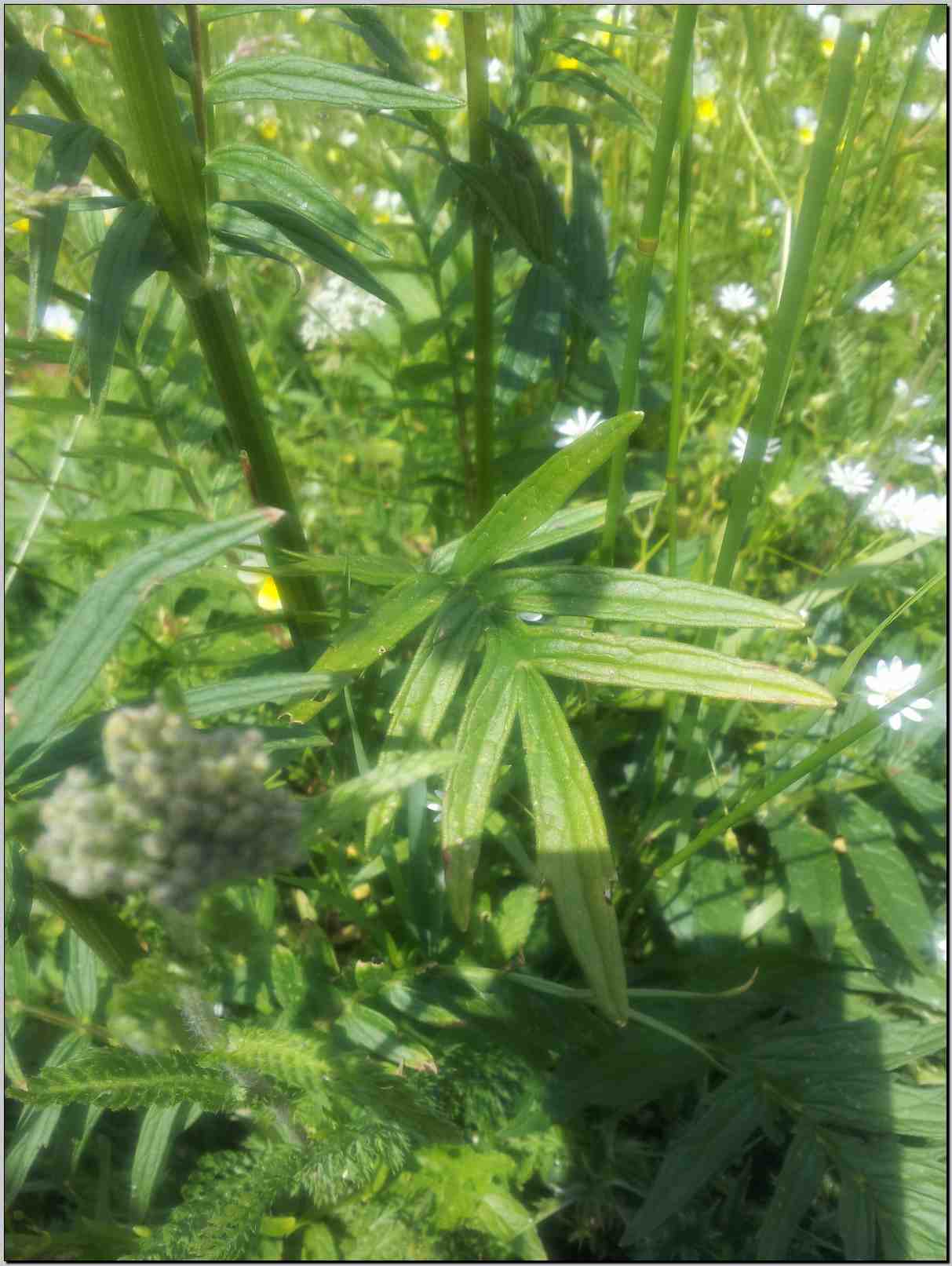 aiuto determinazione- Valeriana cfr.officinalis