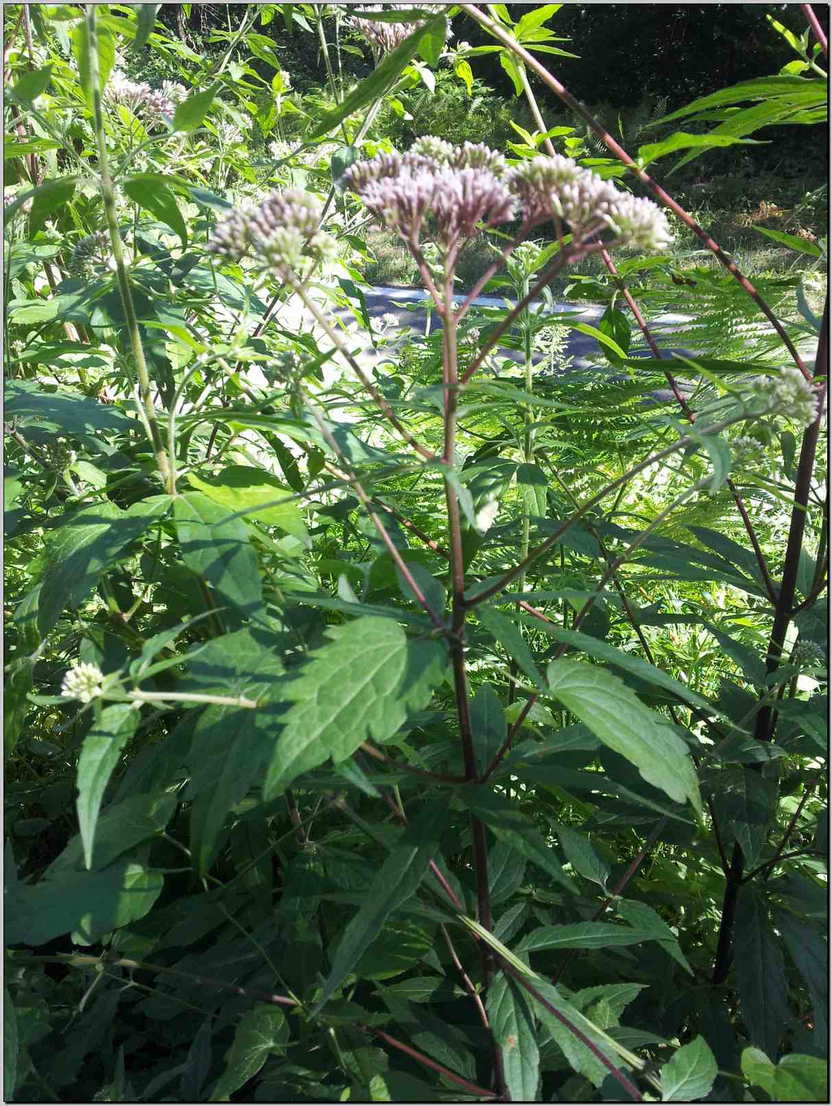 Eupatorium cannabinum