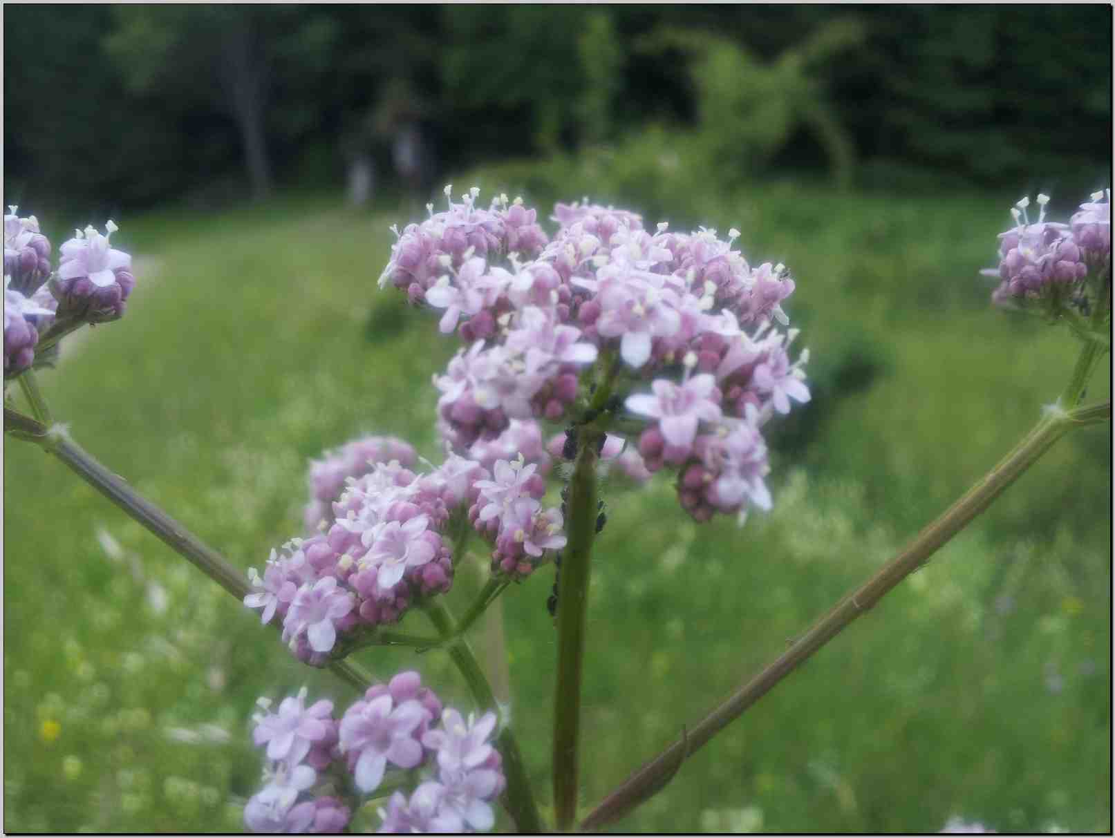 aiuto determinazione- Valeriana cfr.officinalis