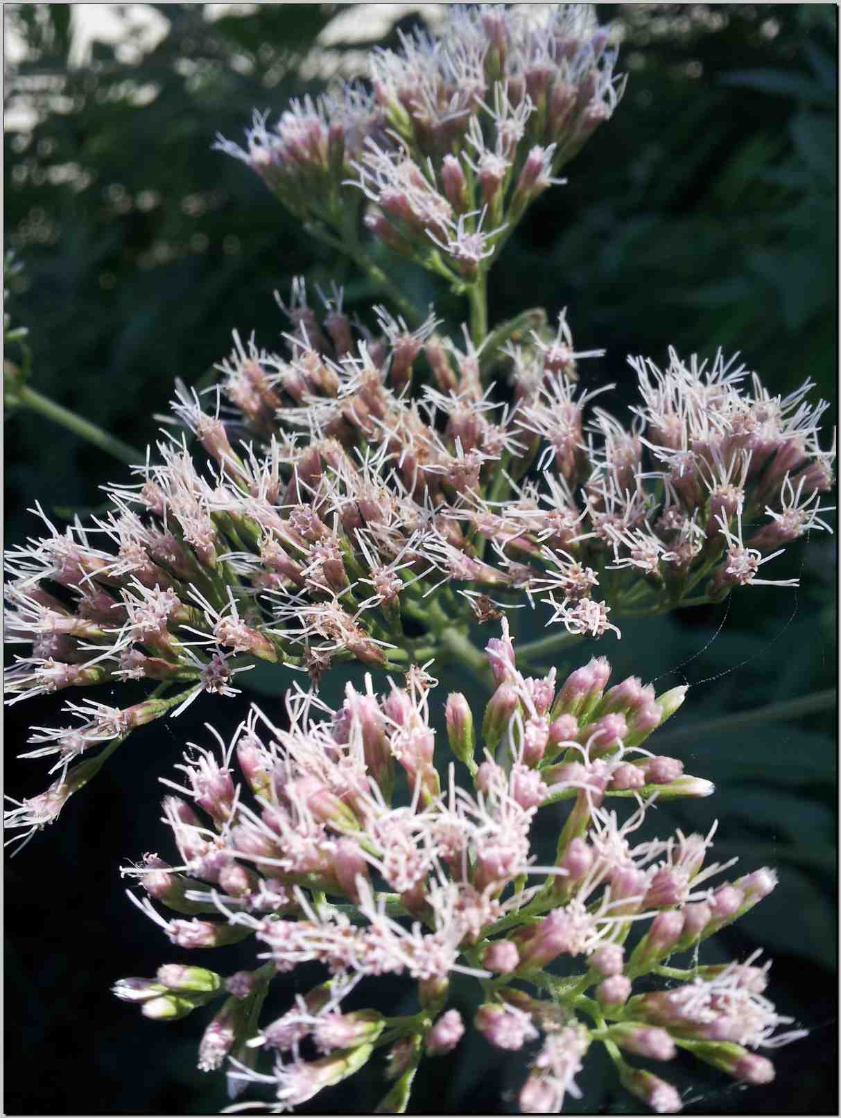 Eupatorium cannabinum