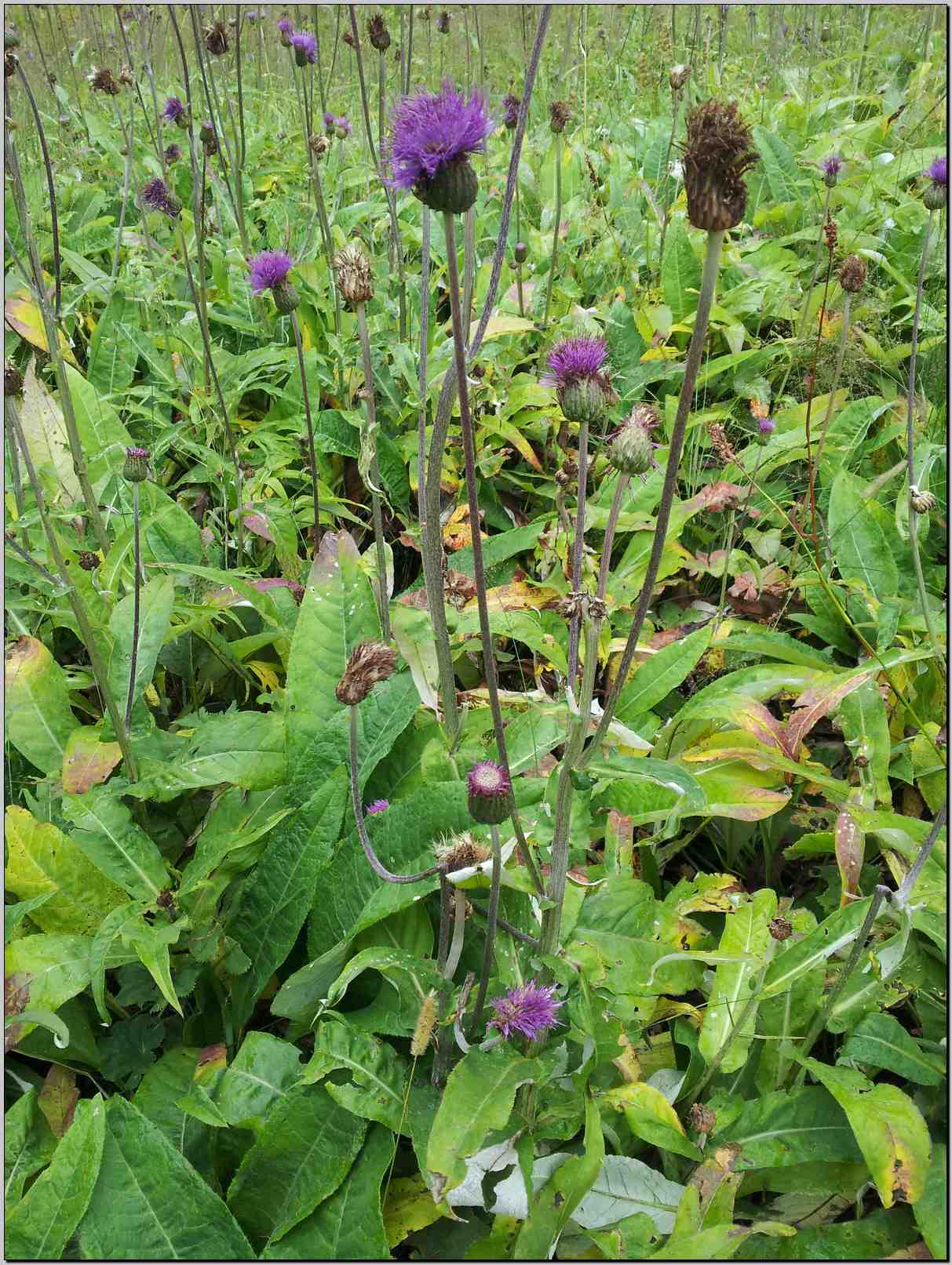 Cirsium heterophyllum / Cirsio eterofillo