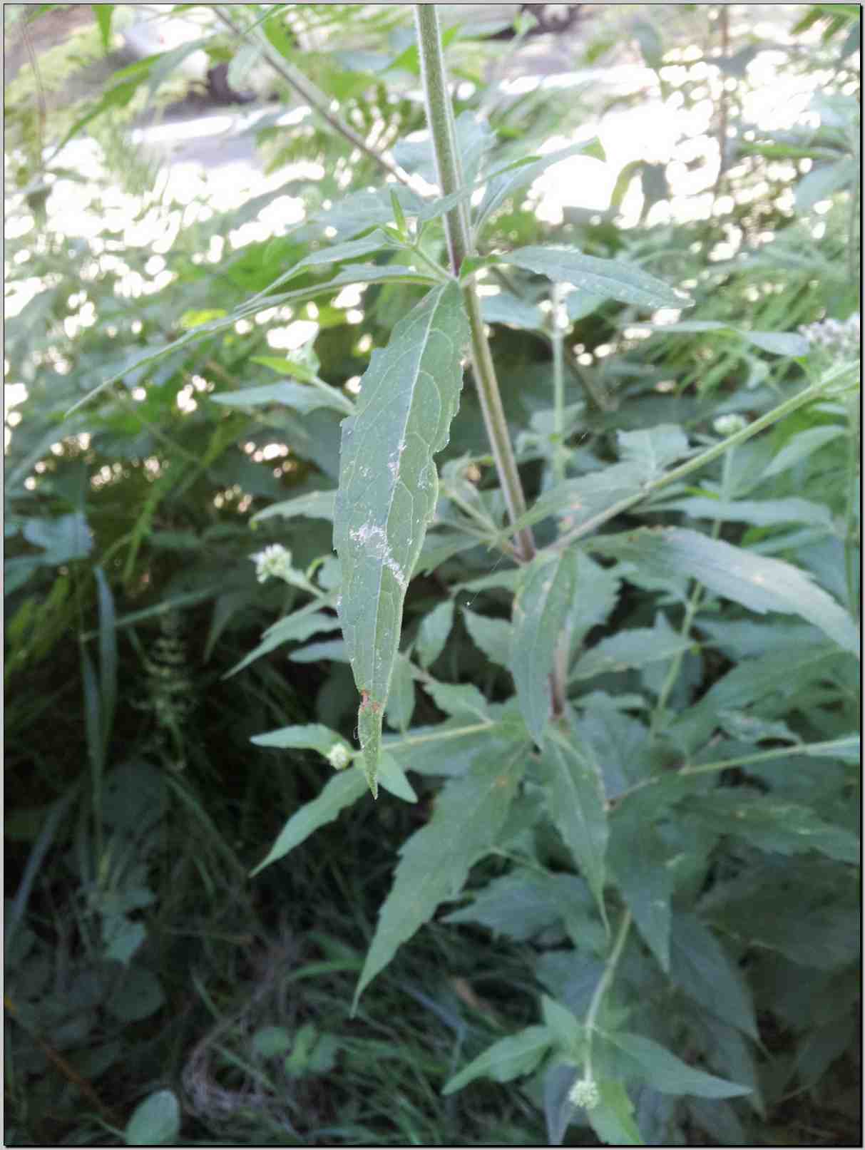 Eupatorium cannabinum