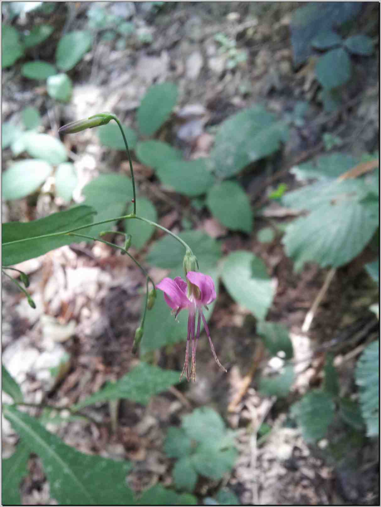 Prenanthes purpurea