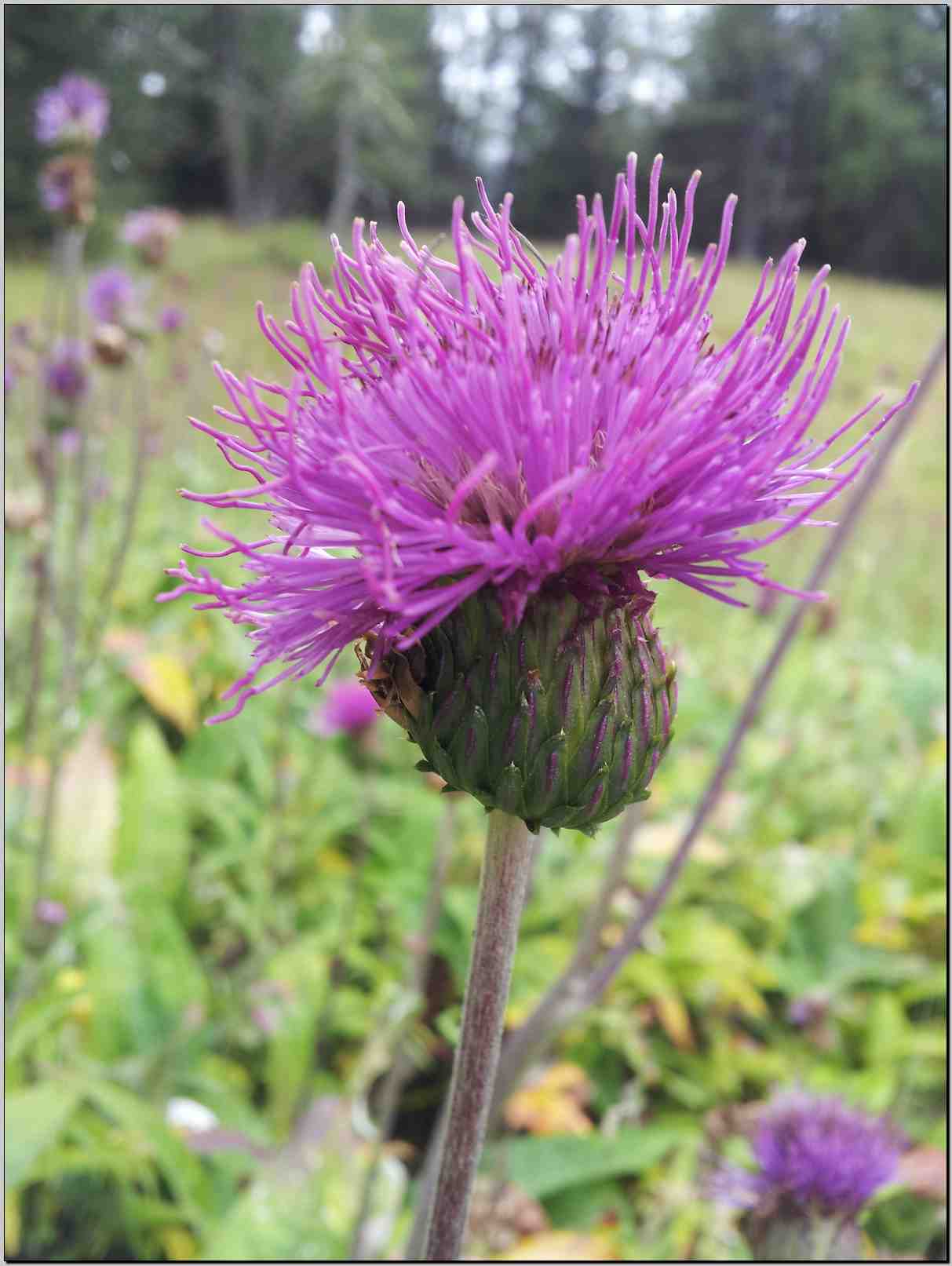 Cirsium heterophyllum / Cirsio eterofillo