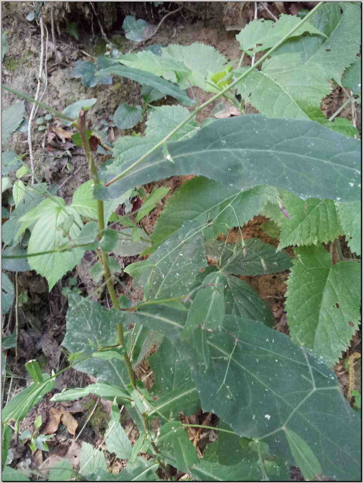 Prenanthes purpurea