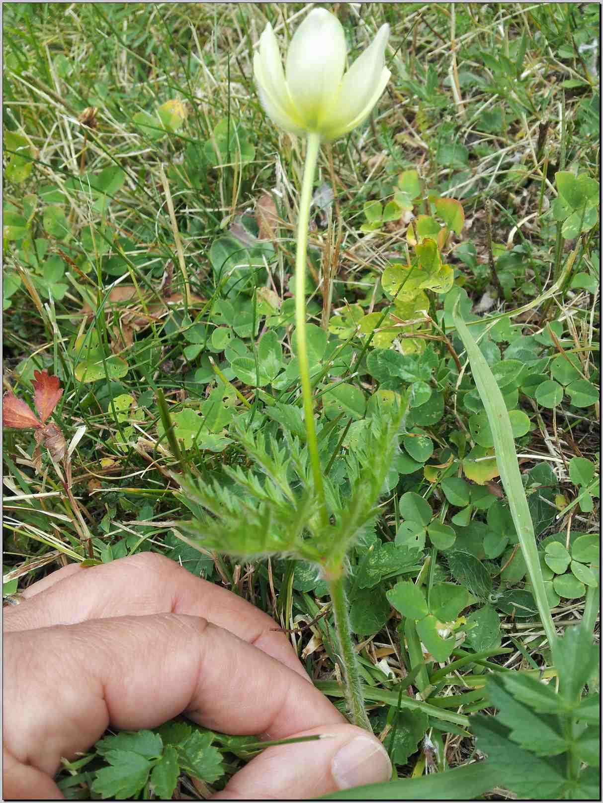 Pulsatilla alpina s.l.