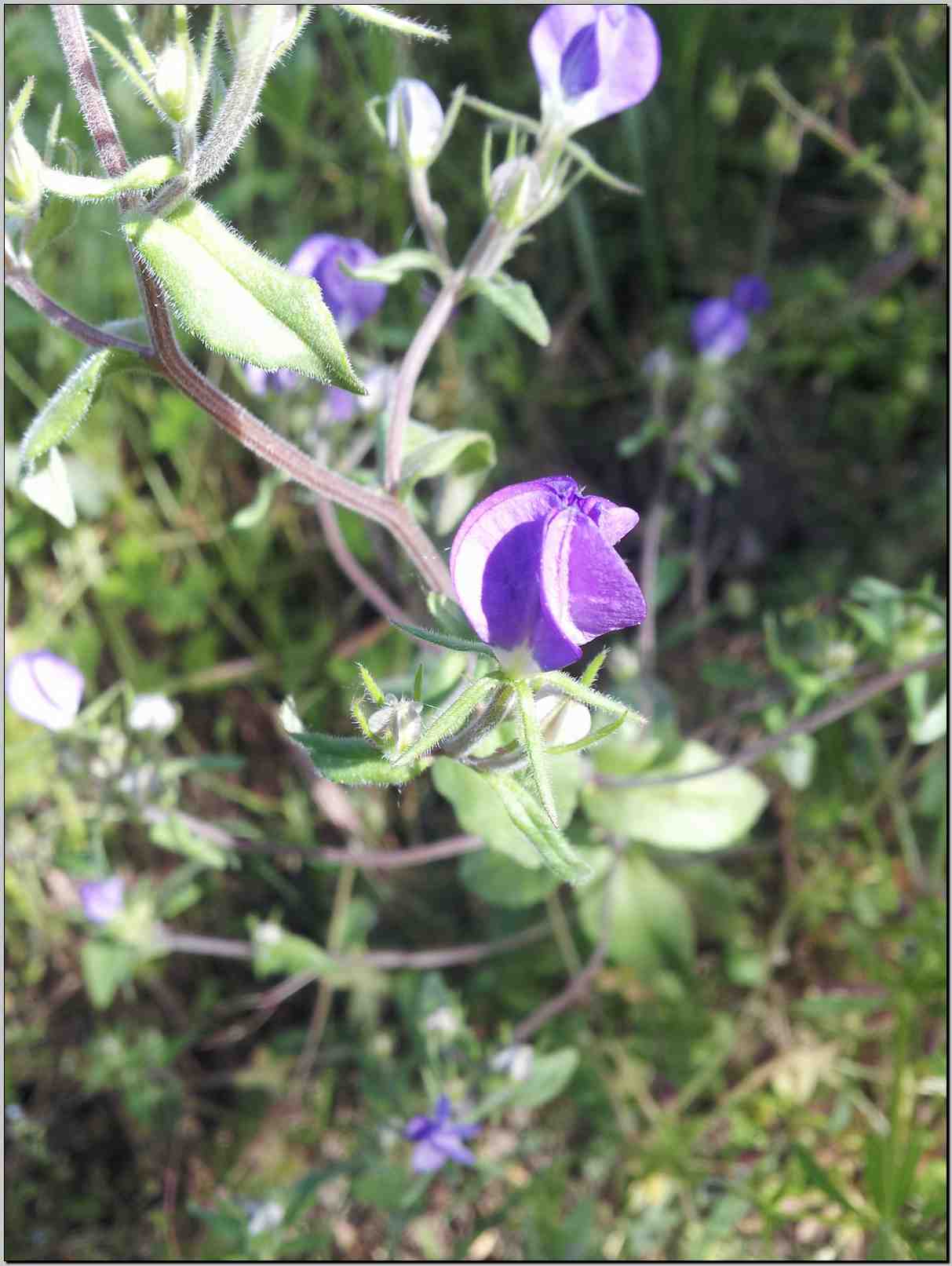 Legousia speculum-veneris