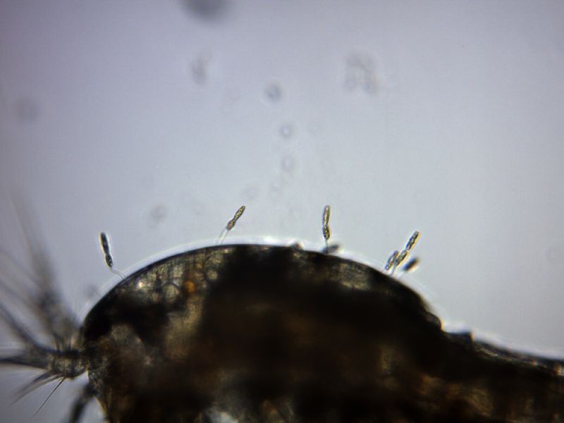 Parassitosi o simbiosi?